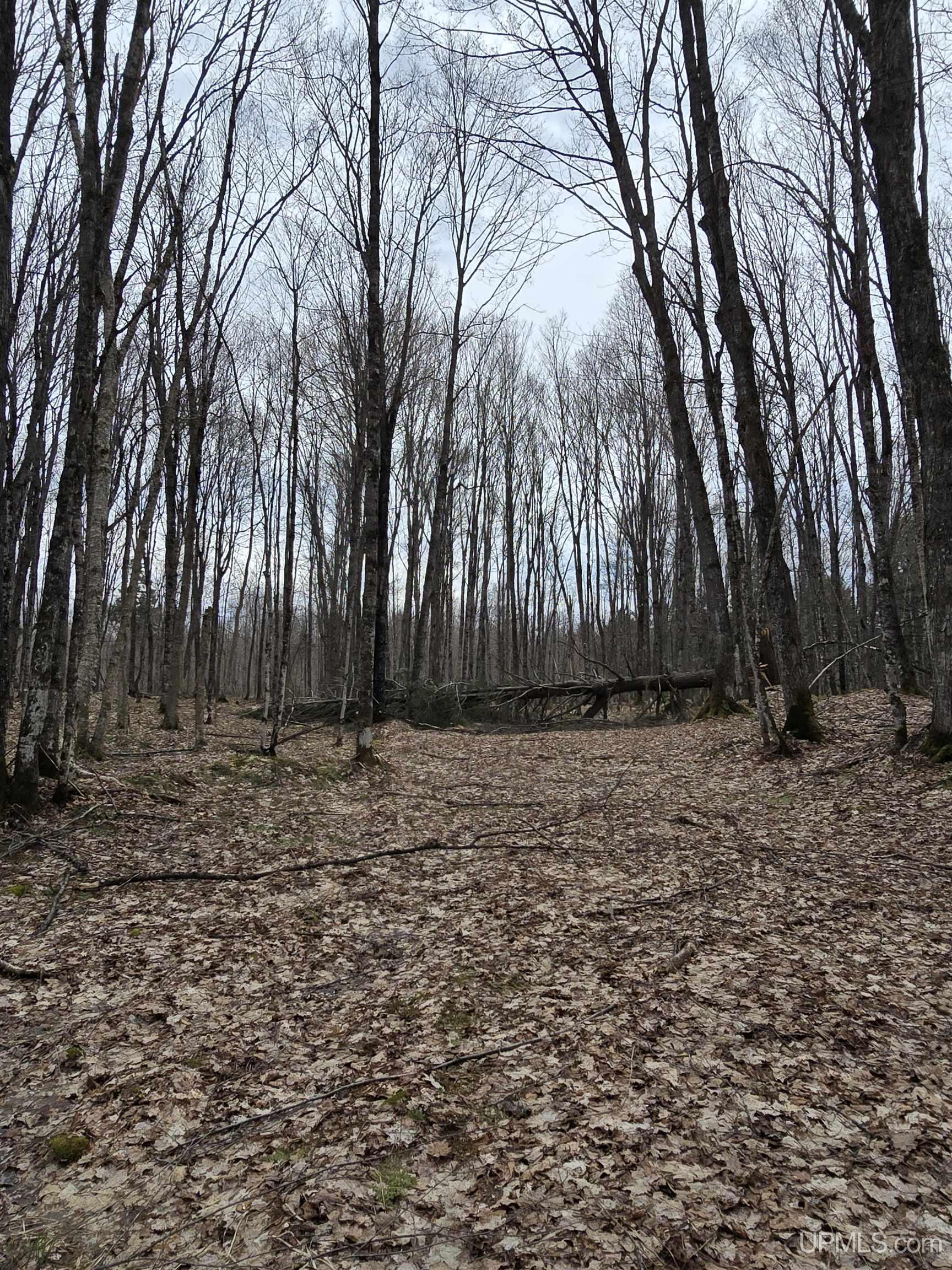 Tbd Orange Road Property Photo 30