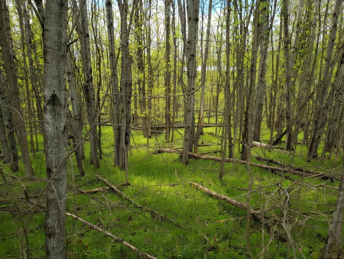 Lot 56 Linksview Way Property Photo 1