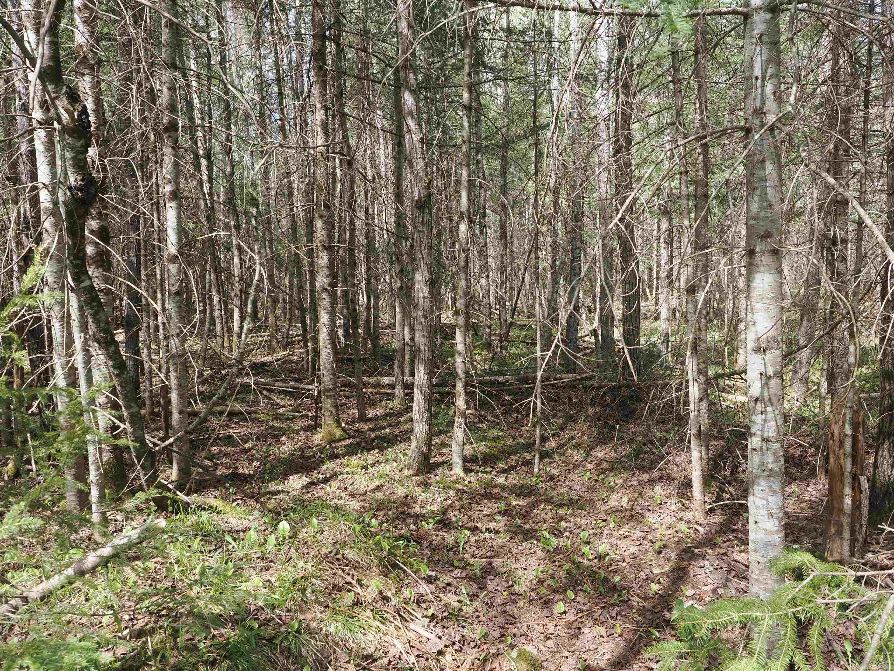 W15598 Hiawatha Trail Property Photo 5