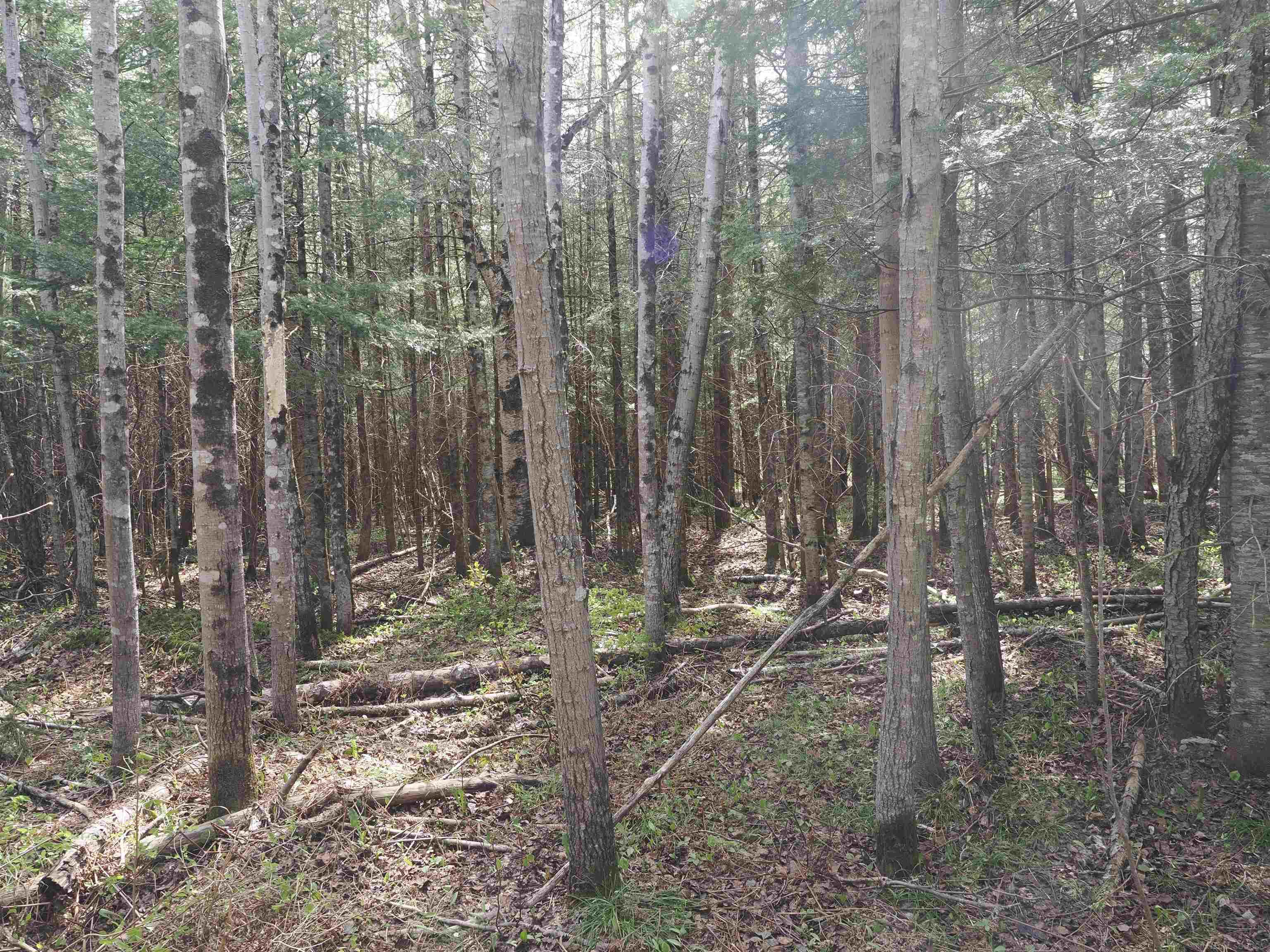 W15598 Hiawatha Trail Property Photo 6