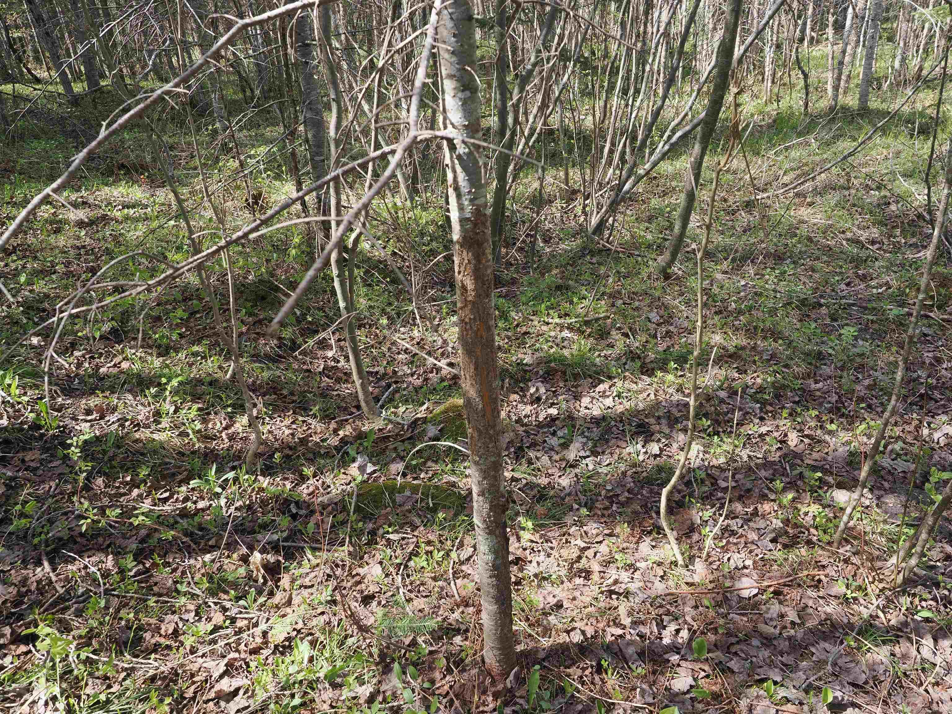 W15598 Hiawatha Trail Property Photo 23