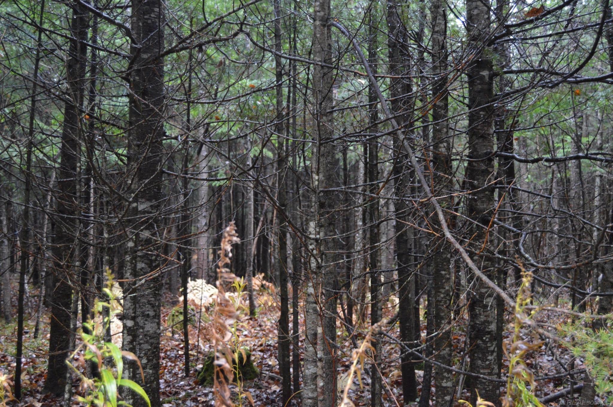 W15598 Hiawatha Trail Property Photo 35