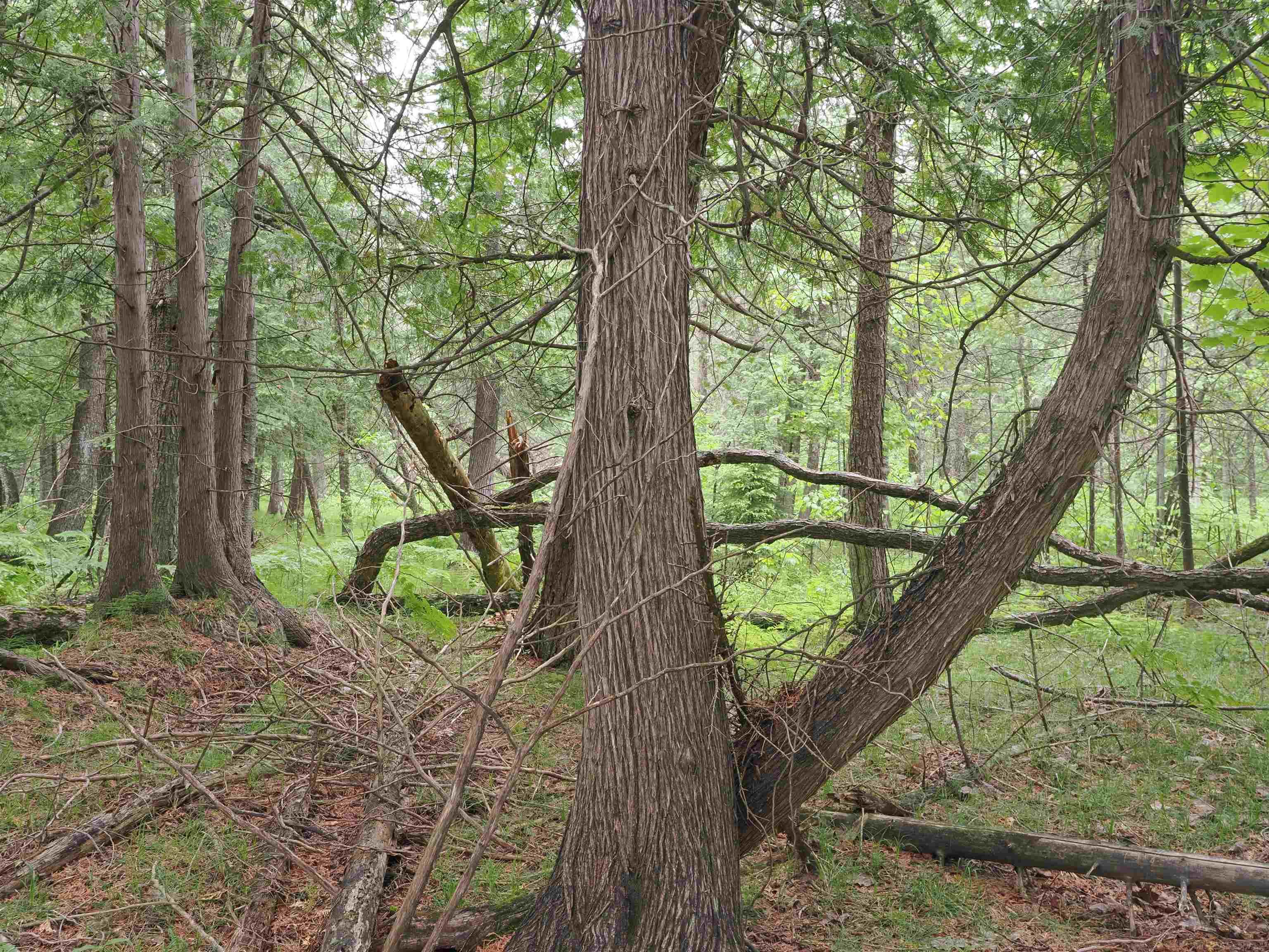 W15598 Hiawatha Trail Property Photo 39