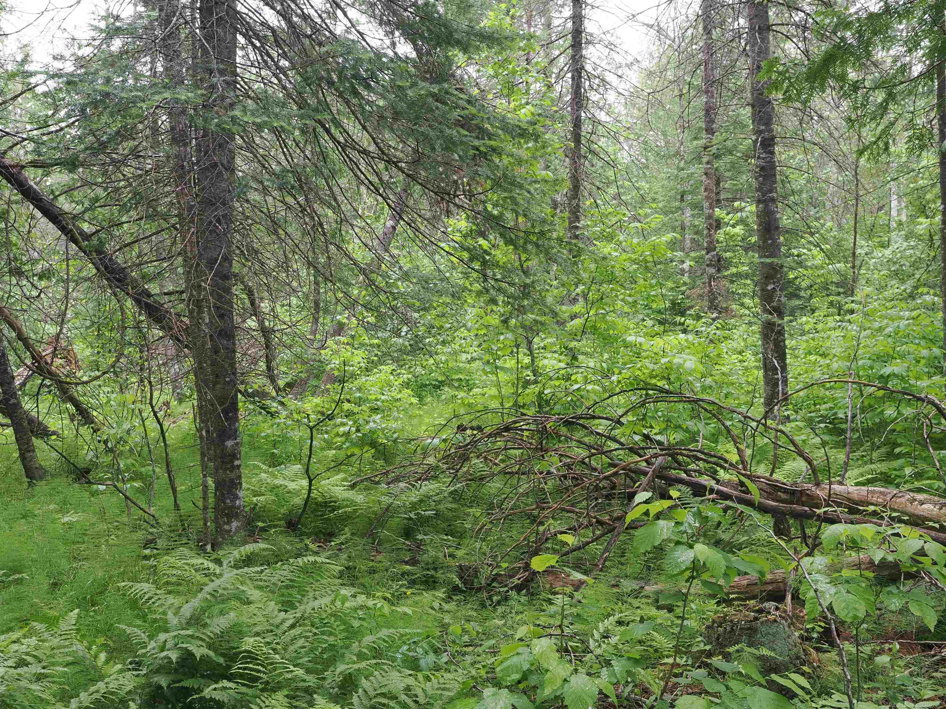 W15598 Hiawatha Trail Property Photo 40