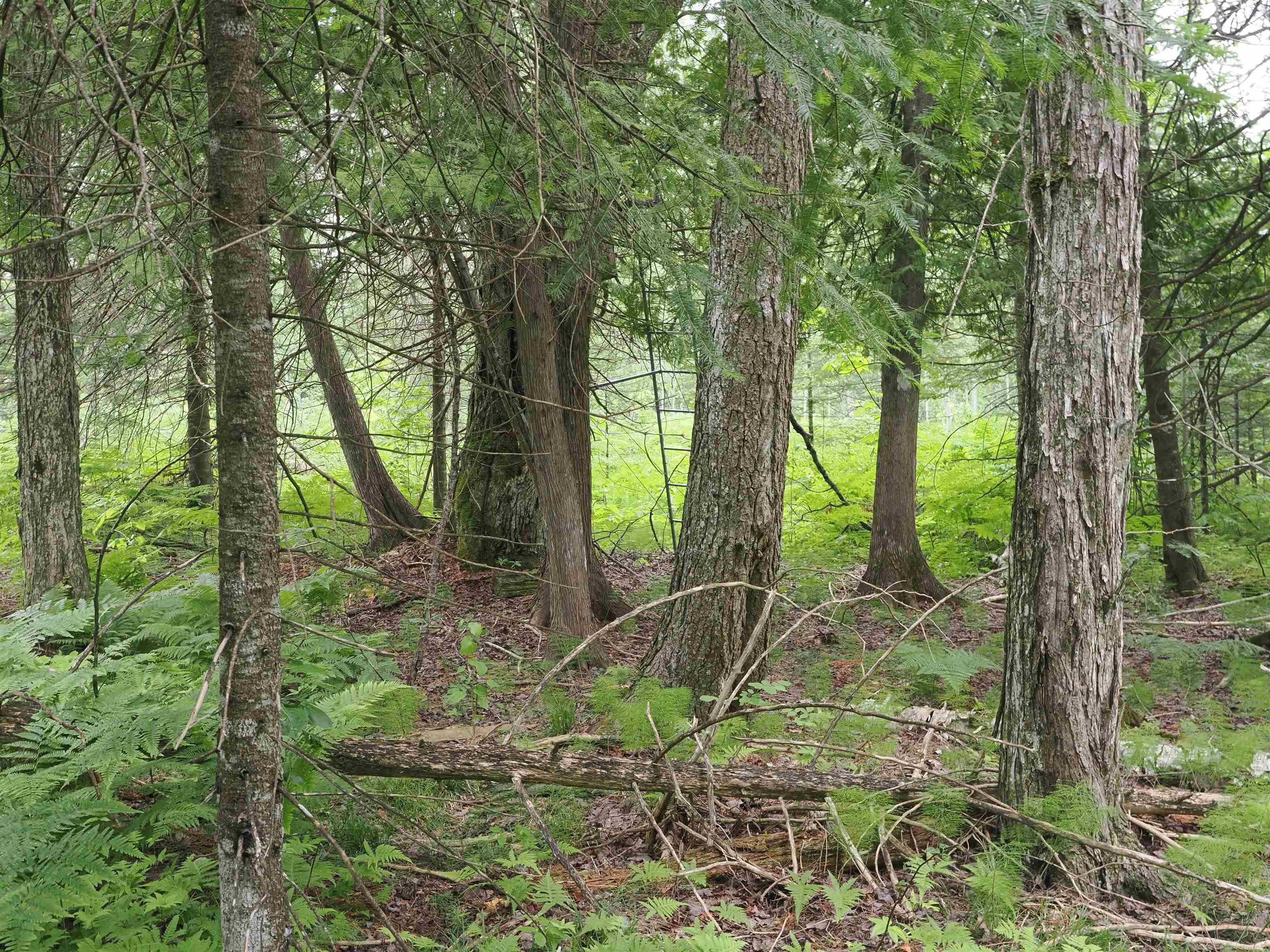 W15598 Hiawatha Trail Property Photo 41