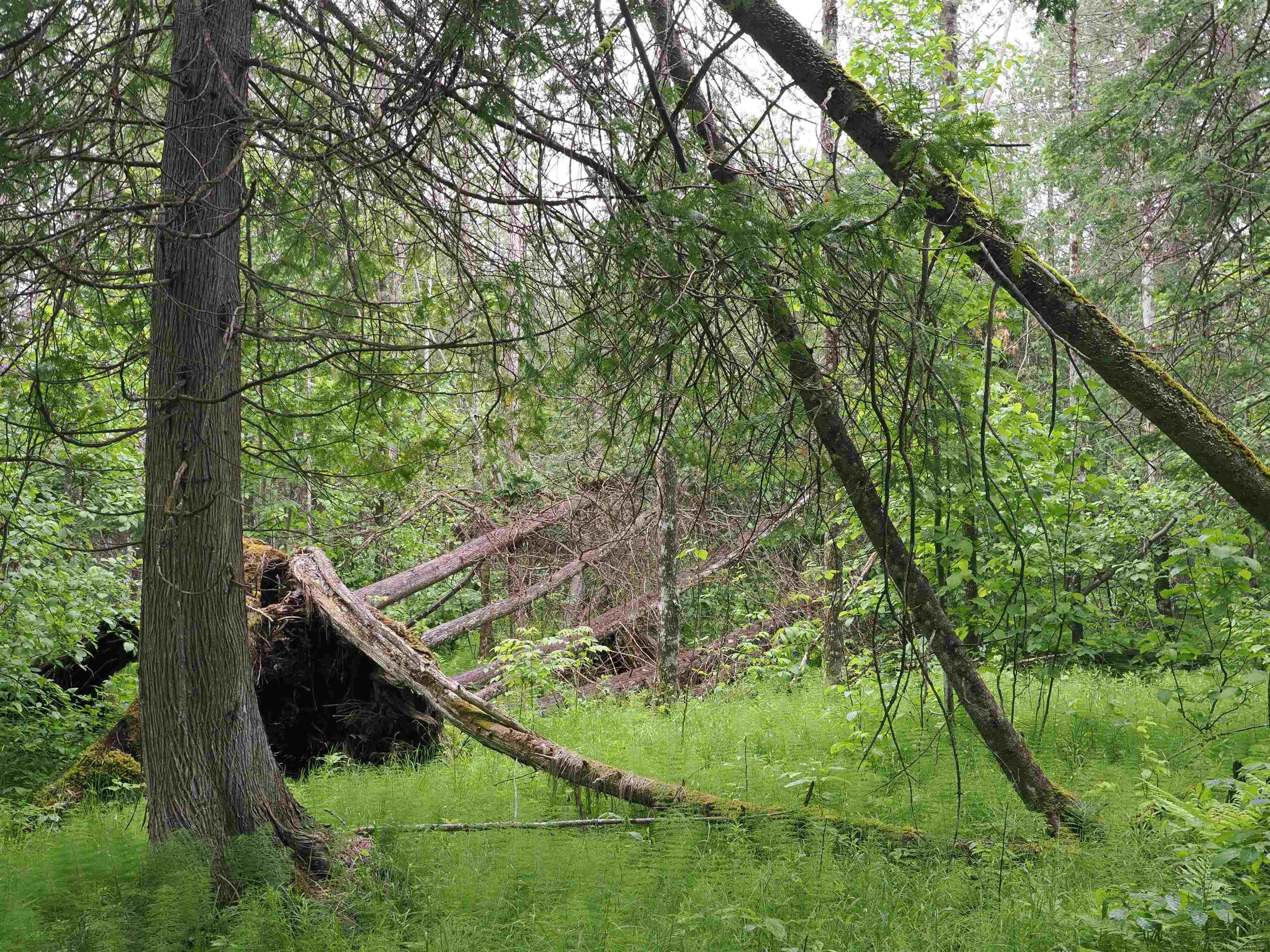 W15598 Hiawatha Trail Property Photo 46