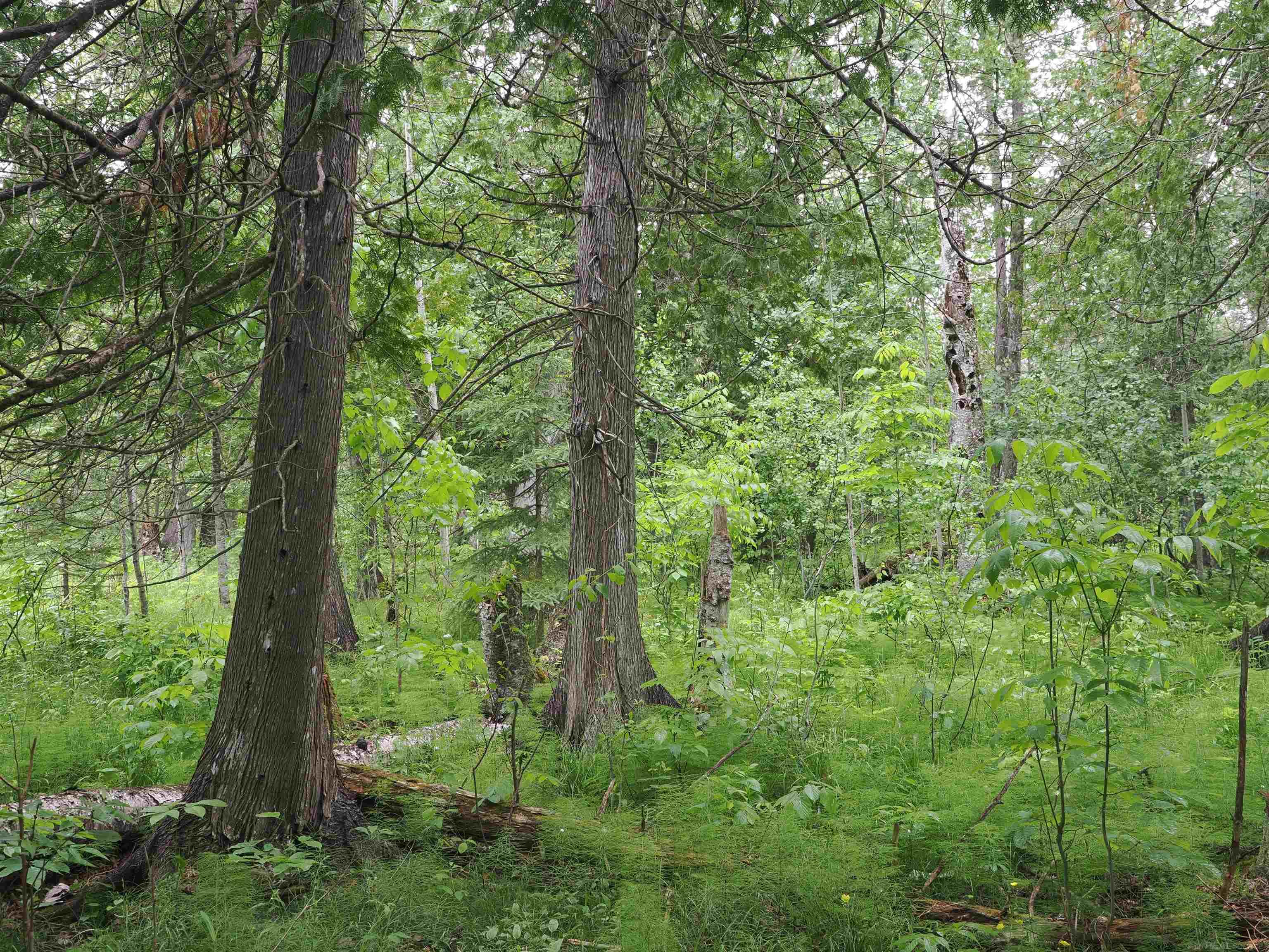 W15598 Hiawatha Trail Property Photo 50