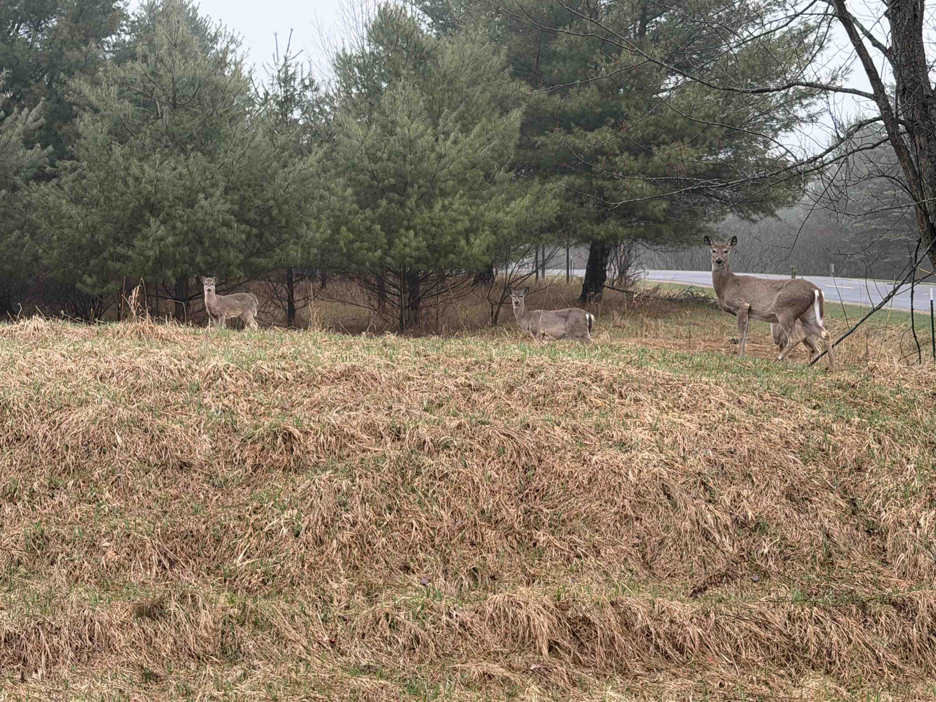 Track Iron Trail Property Photo 3