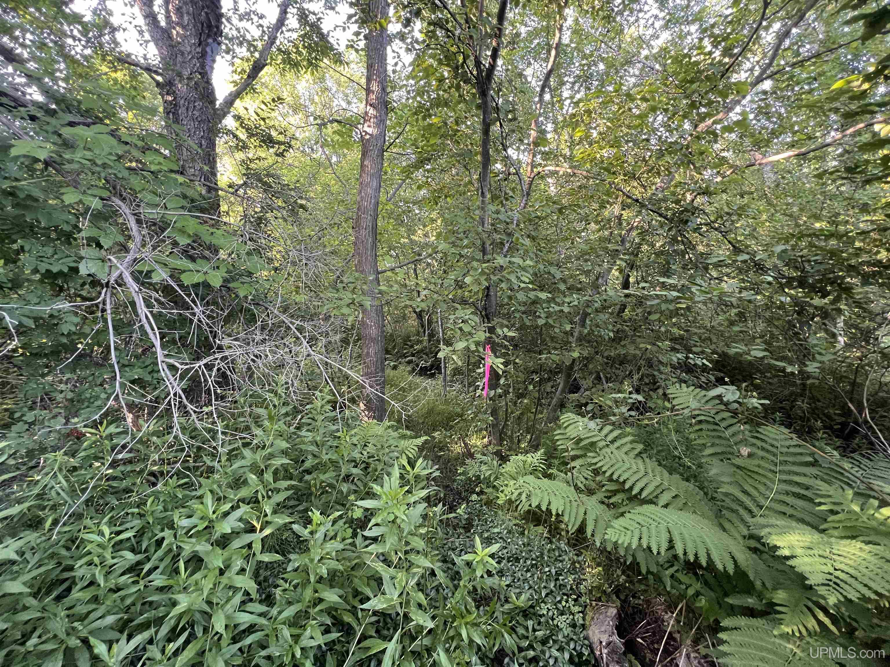 12.7 Ac M-77 Highway Property Photo 12