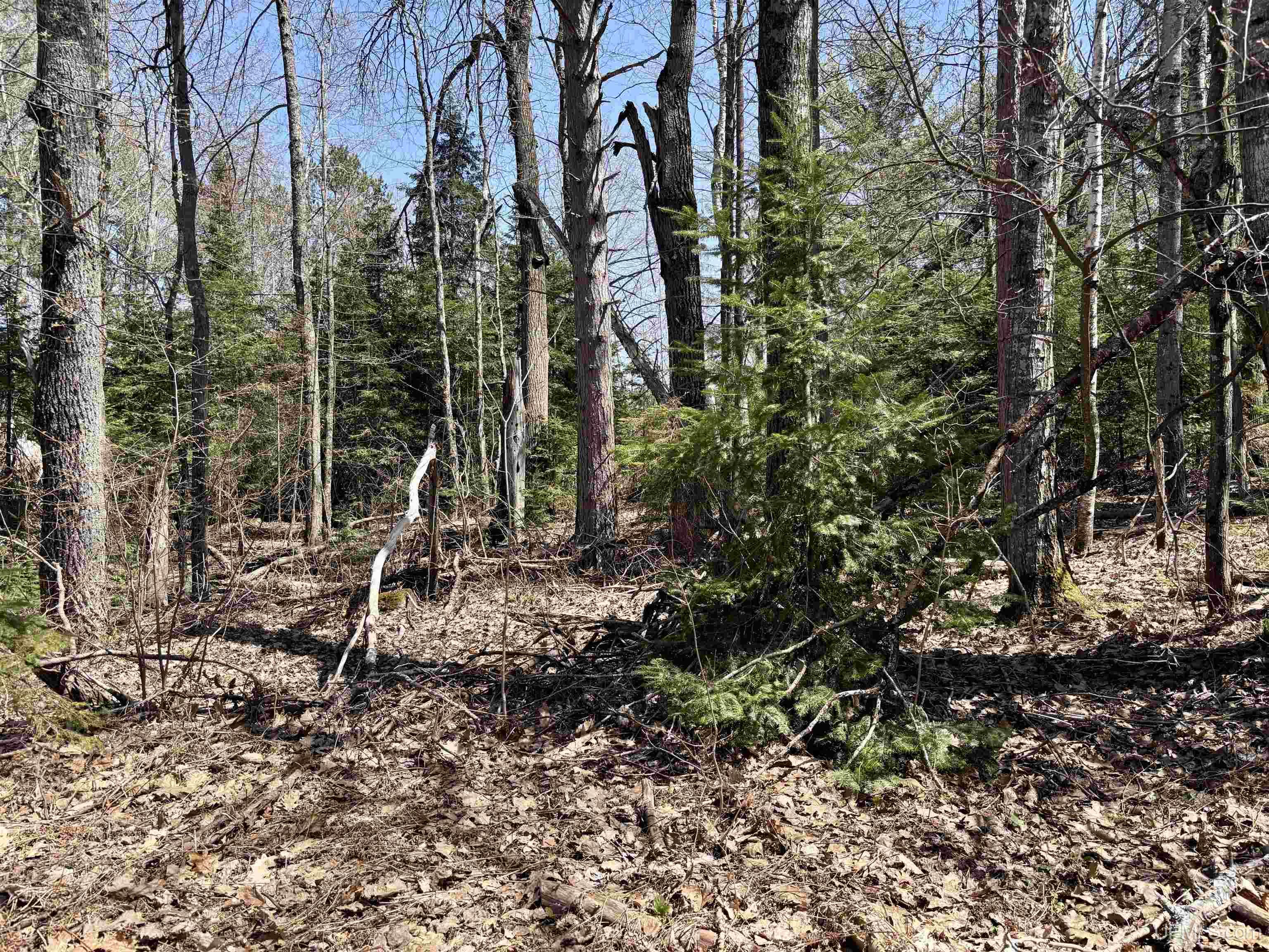 Tbd County Road 581 Road Property Photo 4