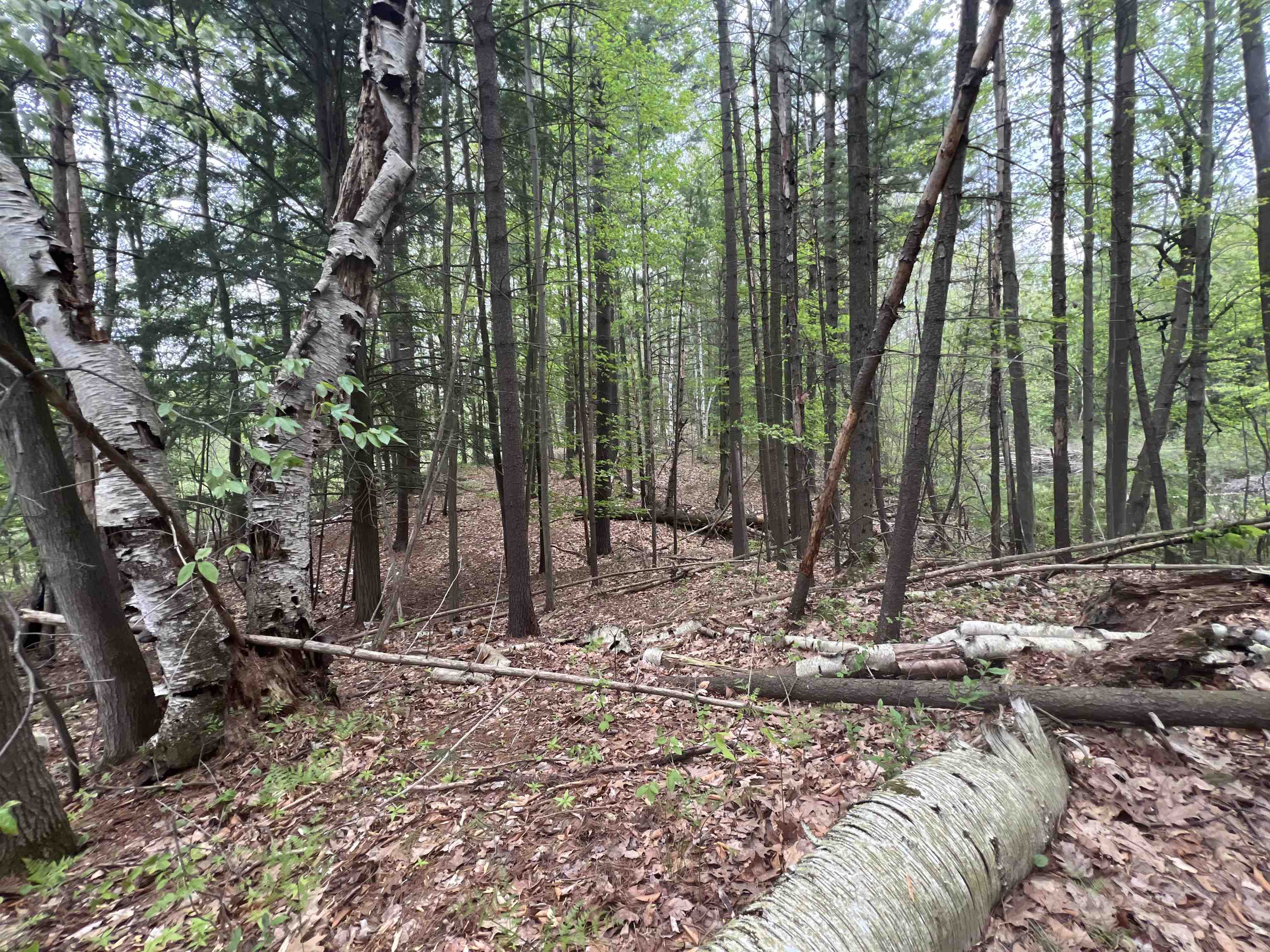 8919 E Gladwin Road Property Photo 4