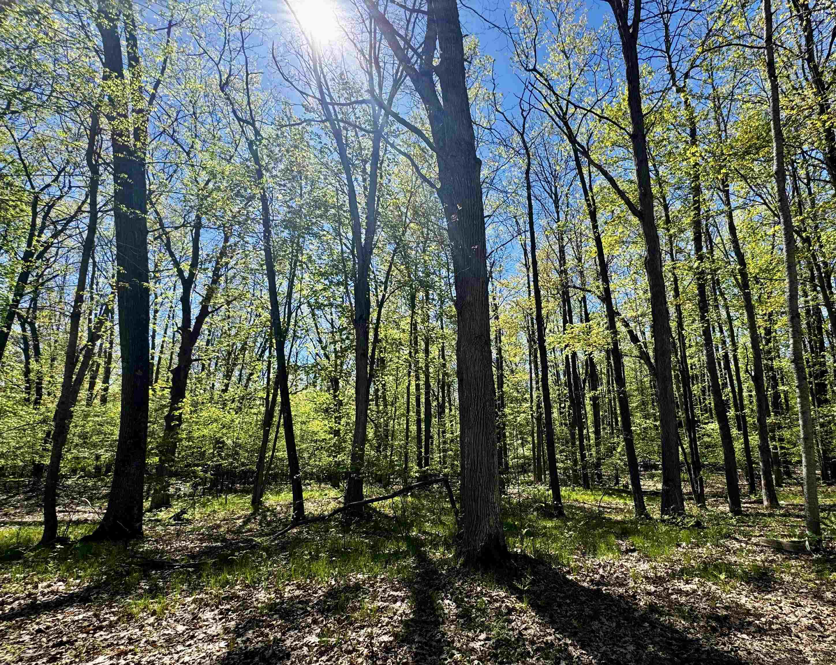 4950 Squirrel Run Property Photo 3