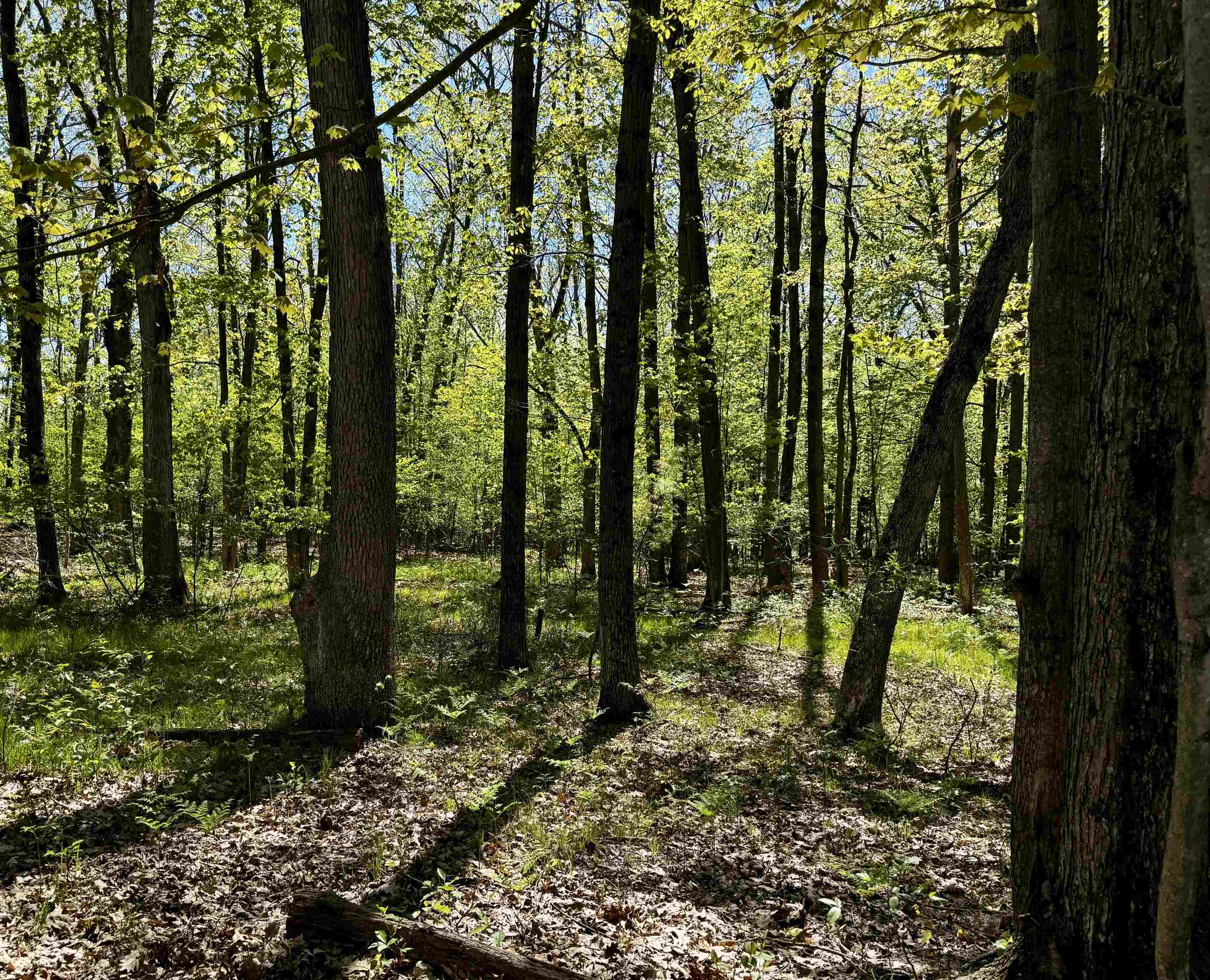4950 Squirrel Run Property Photo 5