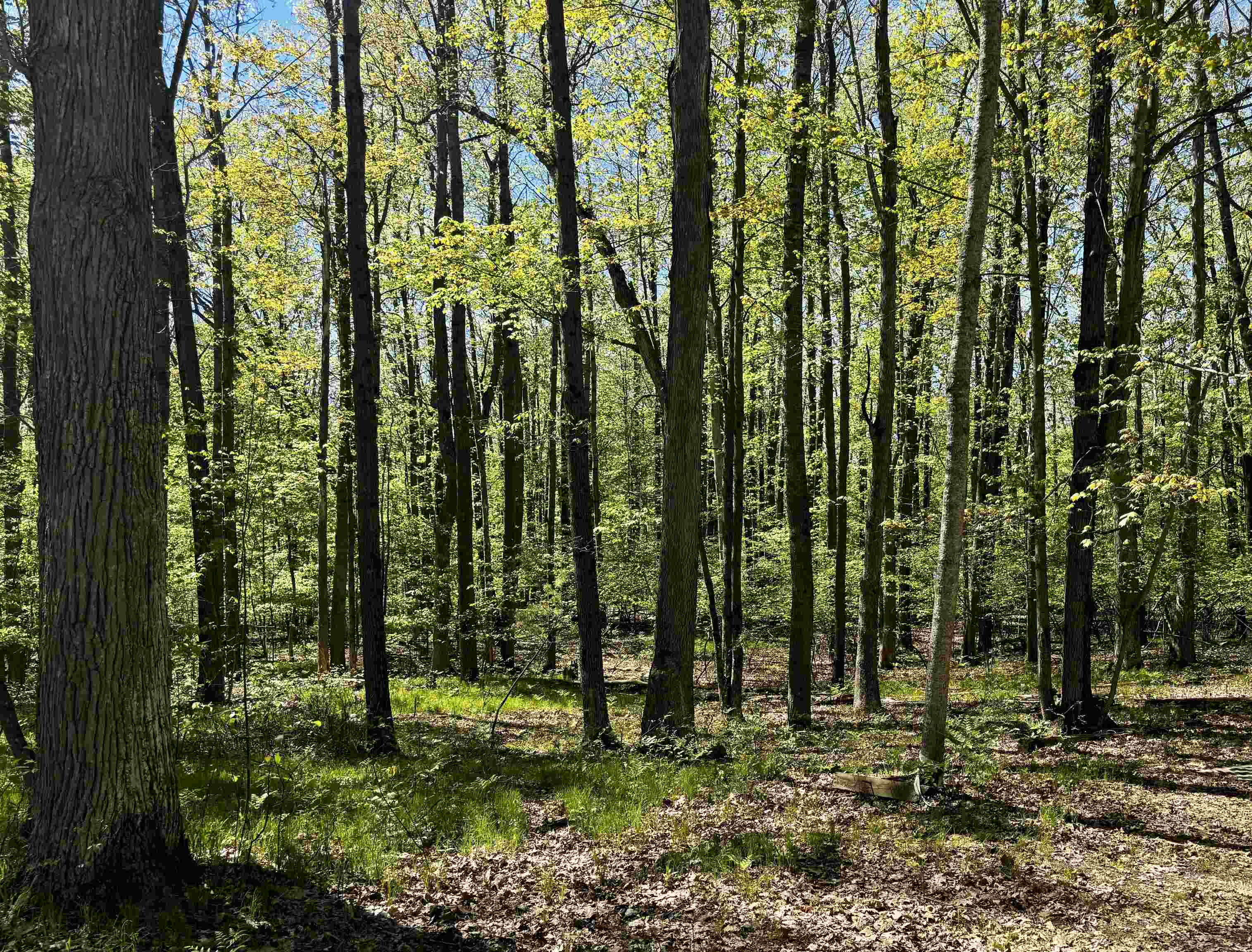 4950 Squirrel Run Property Photo 7