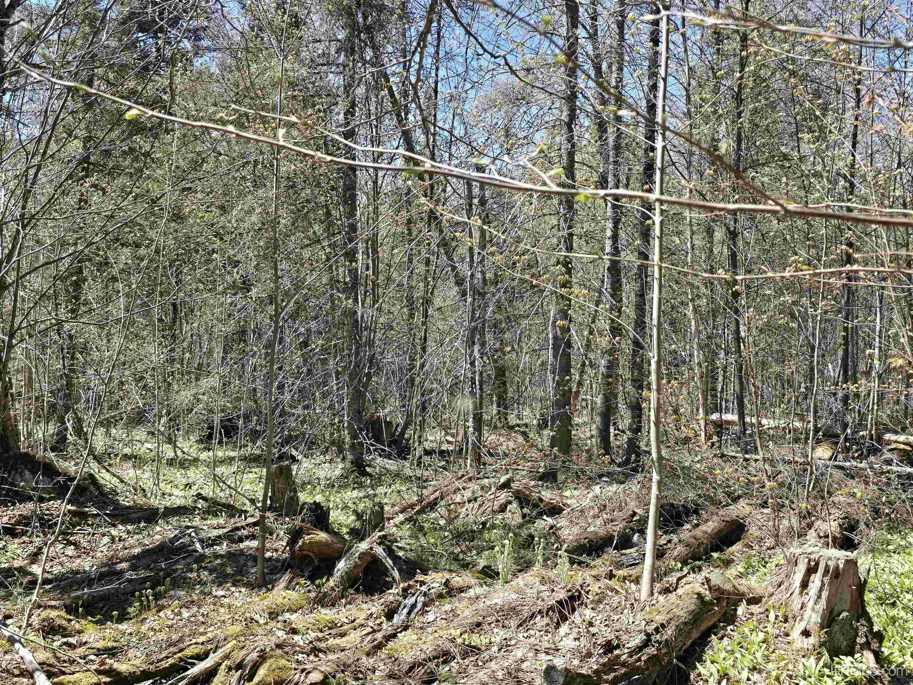Tbd Murphy Road Property Photo 23