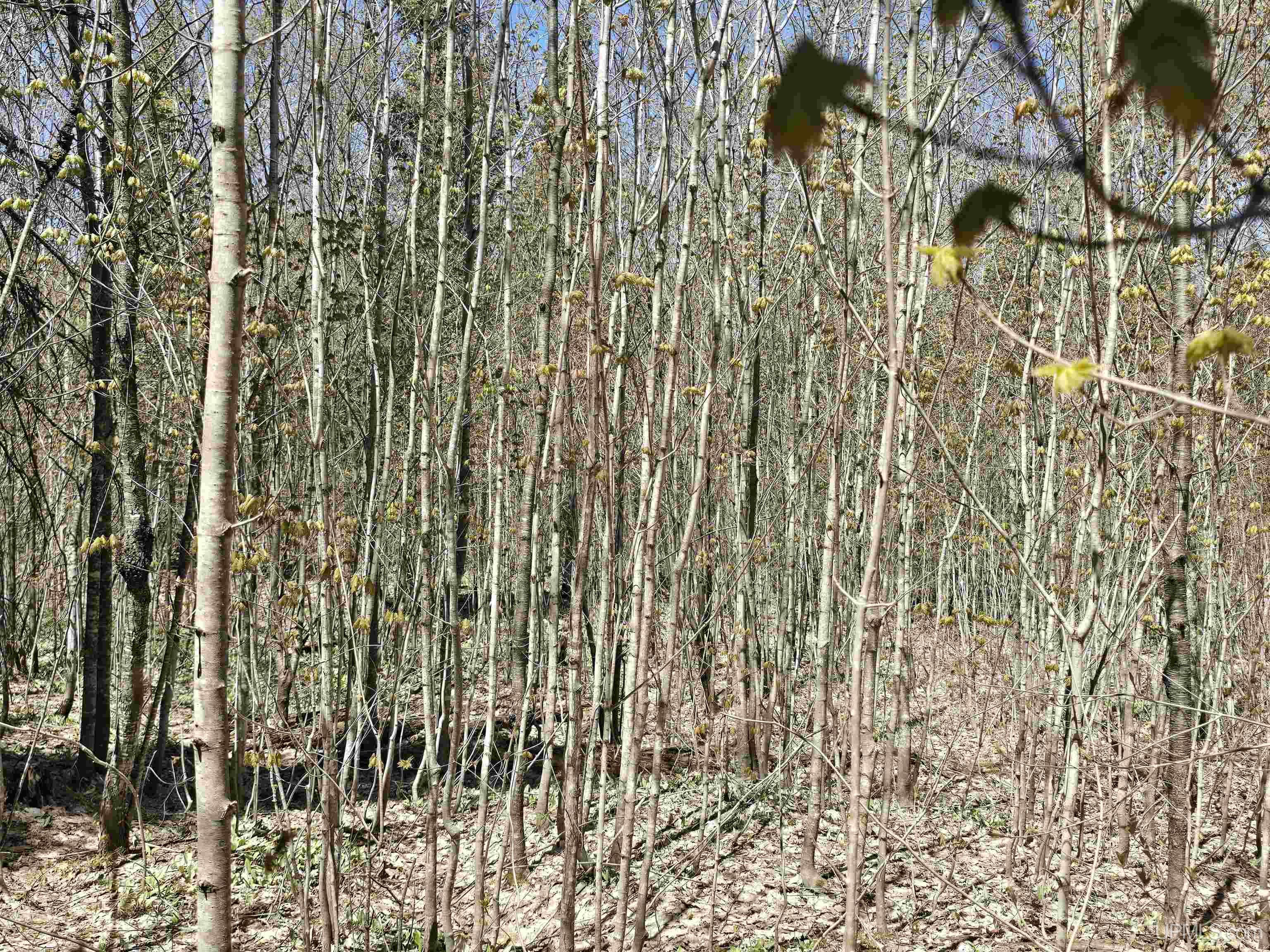 Tbd Murphy Road Property Photo 33