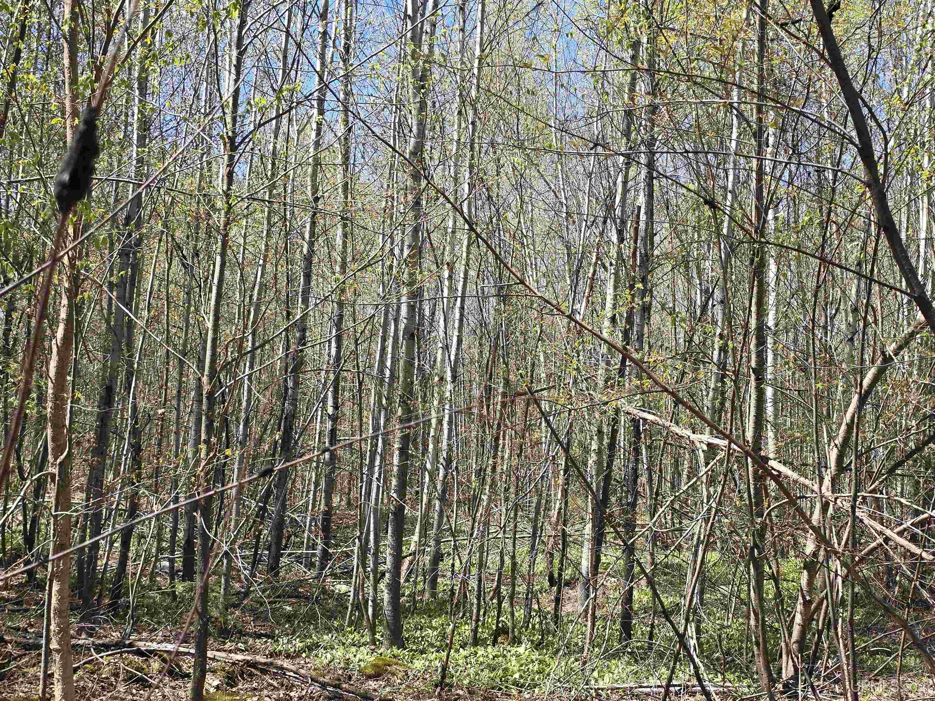 Tbd Murphy Road Property Photo 49