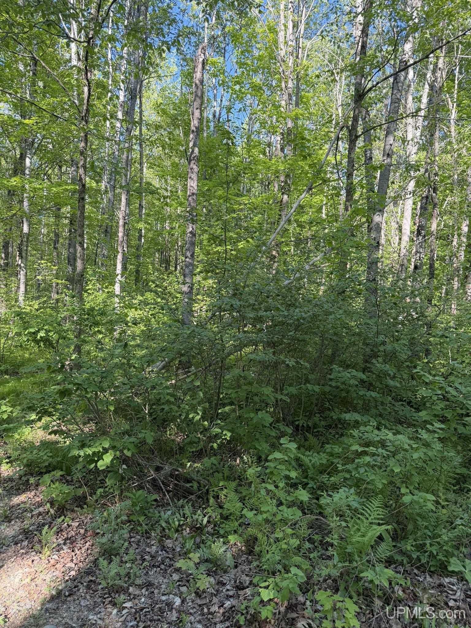 Tbd Off Of Dream Lake Rd Lot 2 Road Property Photo 5