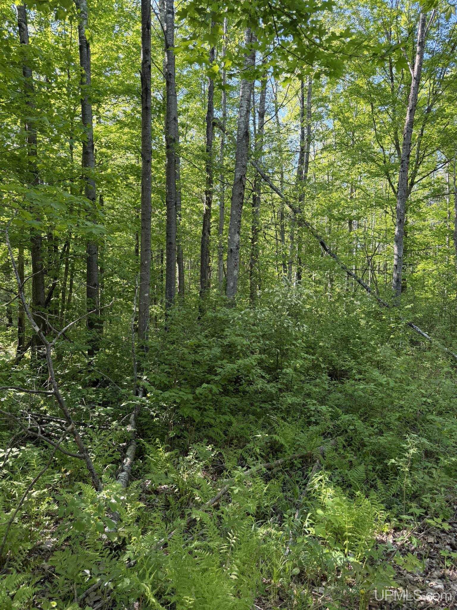 Tbd Off Of Dream Lake Rd Lot 2 Road Property Photo 6