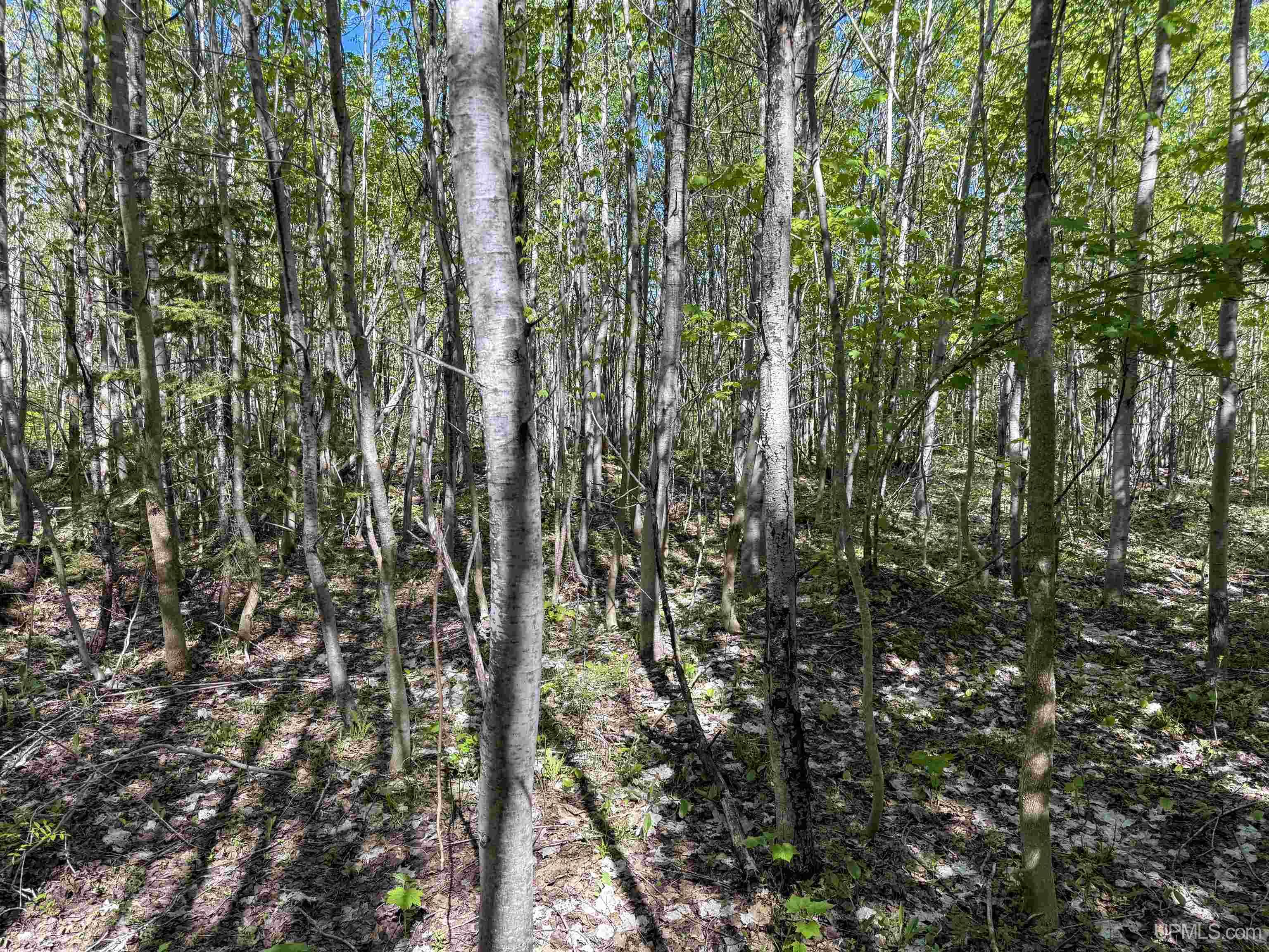 Lot A Gratiot River Road Property Photo 3