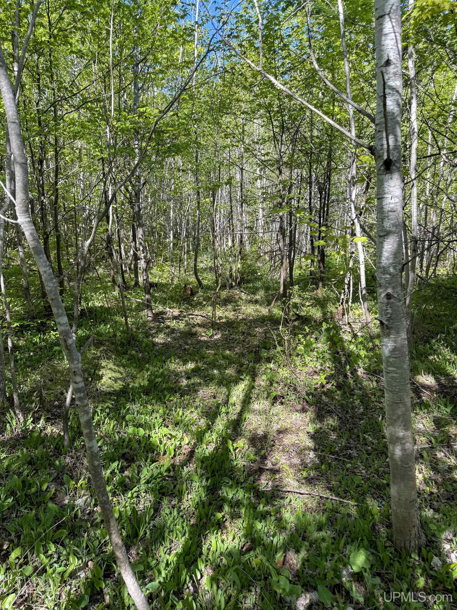 Lot A Gratiot River Road Property Photo 4