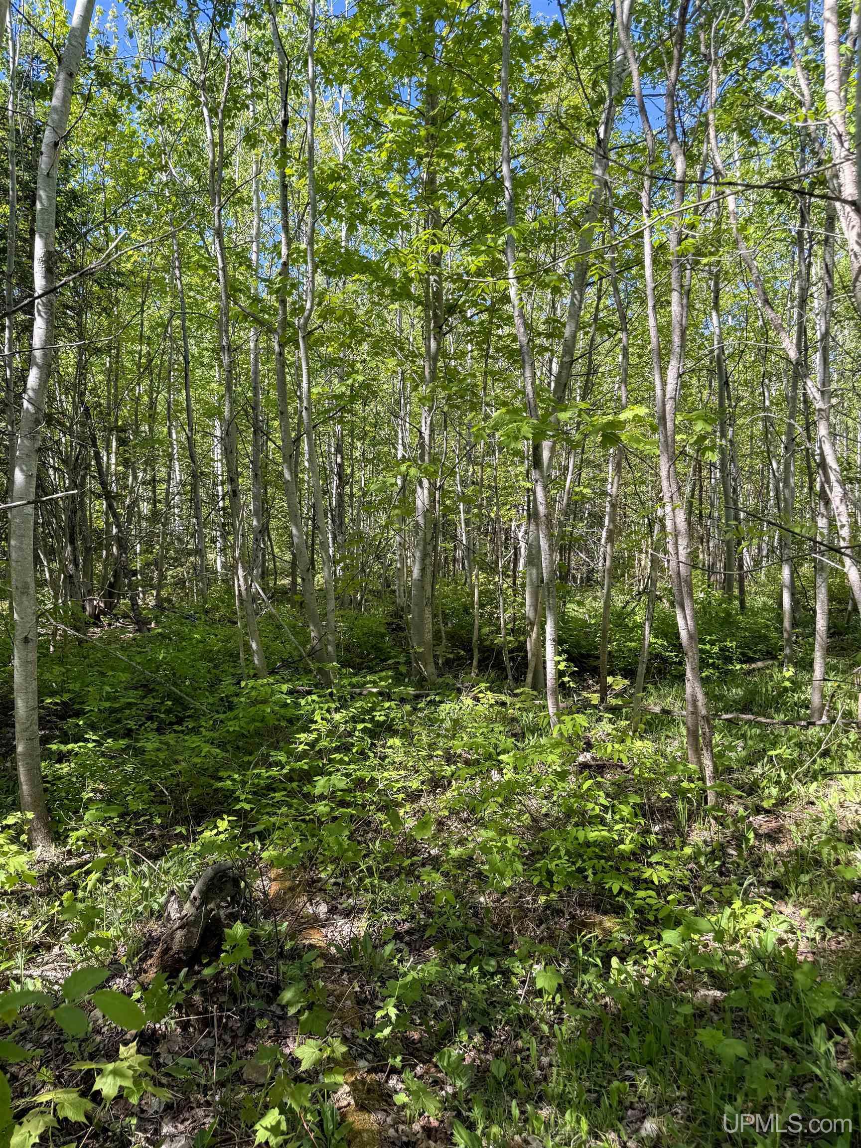 Lot A Gratiot River Road Property Photo 5