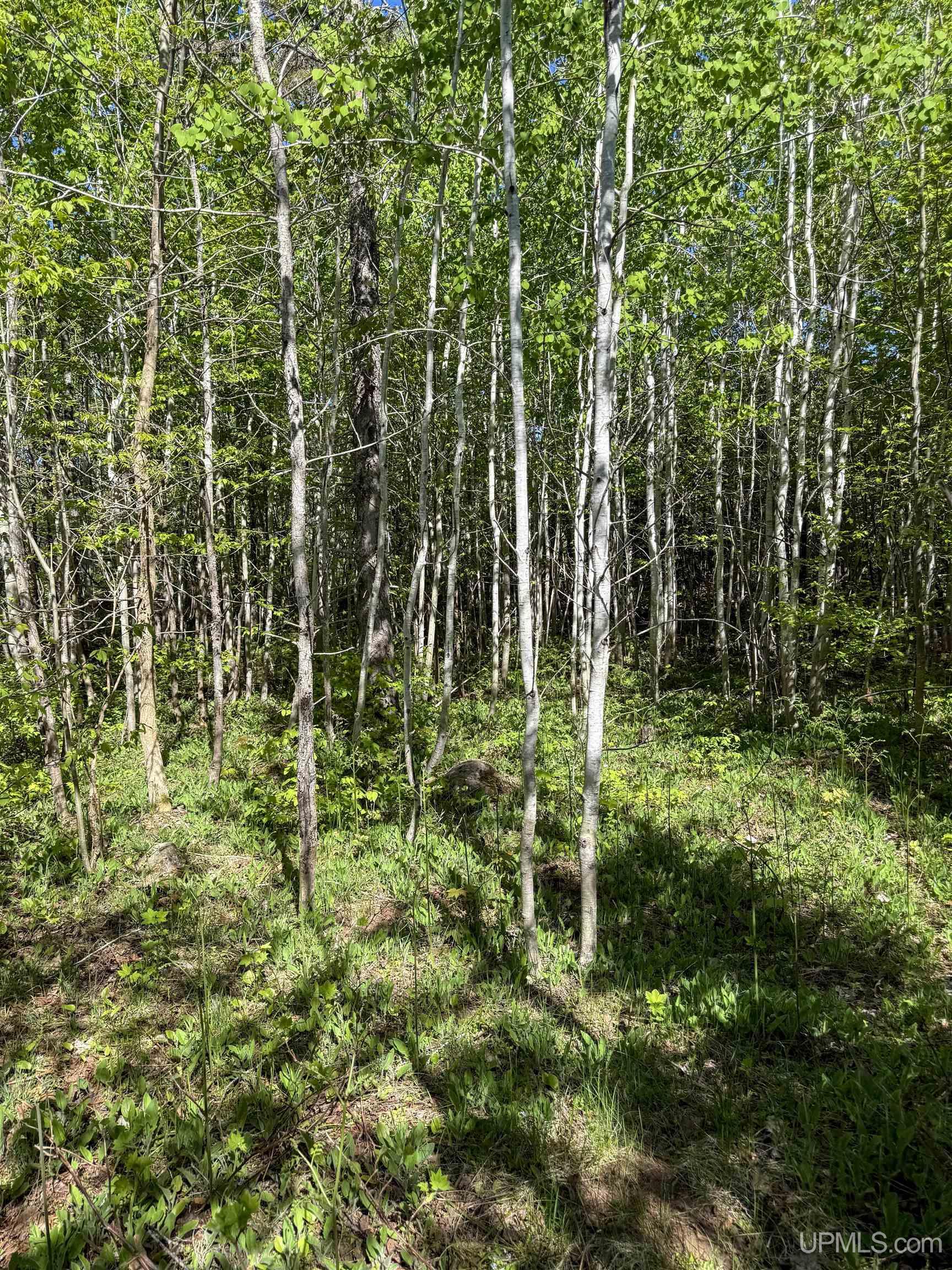 Lot A Gratiot River Road Property Photo 6