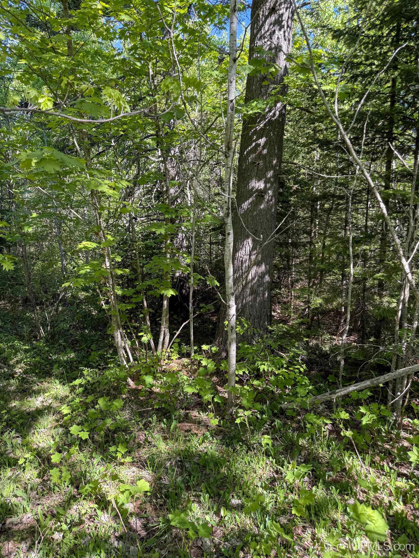 Lot A Gratiot River Road Property Photo 7