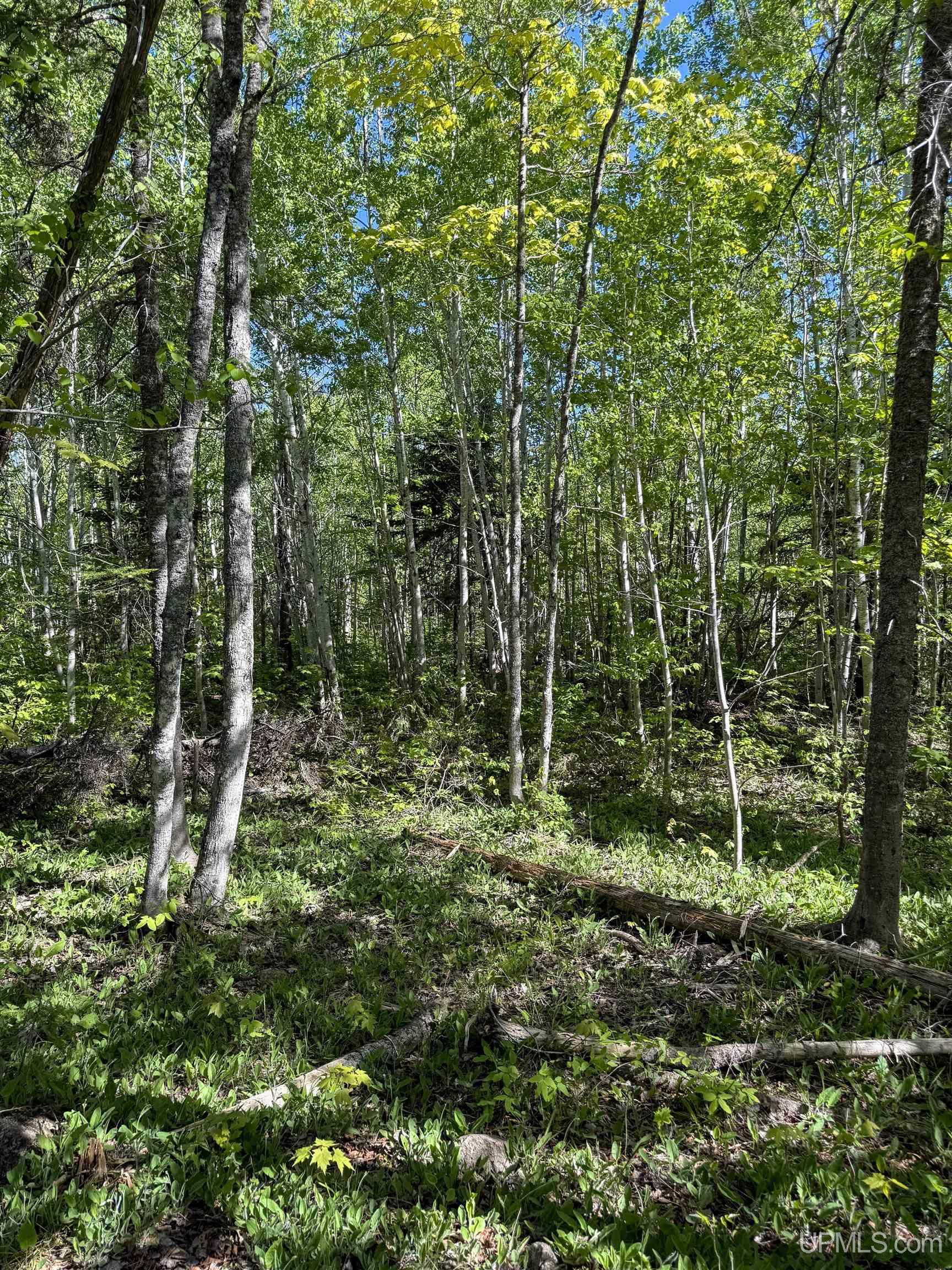 Lot A Gratiot River Road Property Photo 9