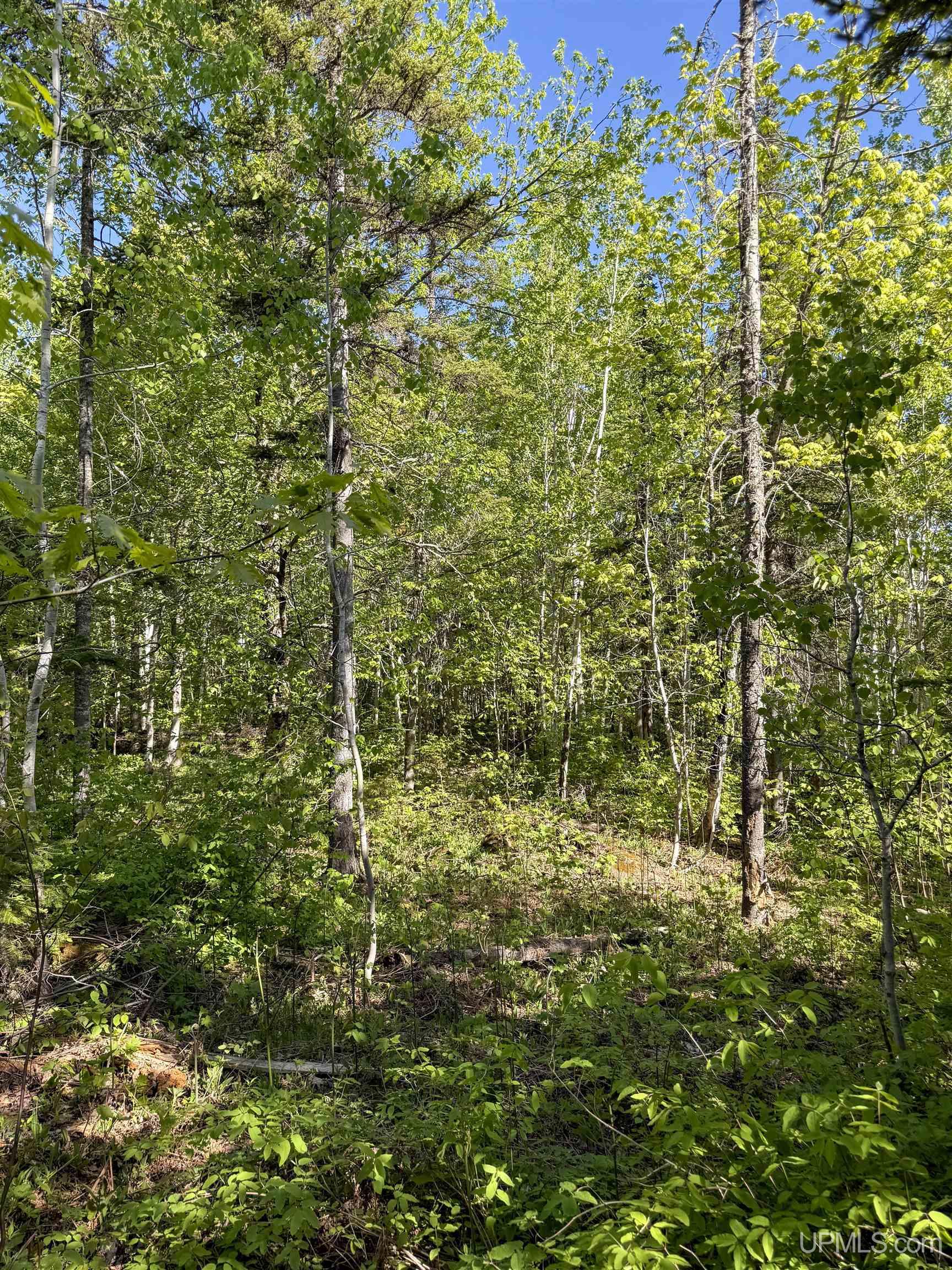 Lot A Gratiot River Road Property Photo 10