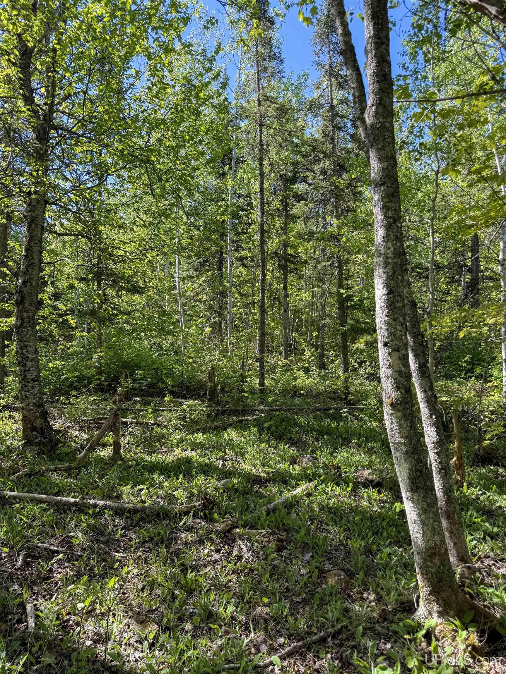 Lot A Gratiot River Road Property Photo 11