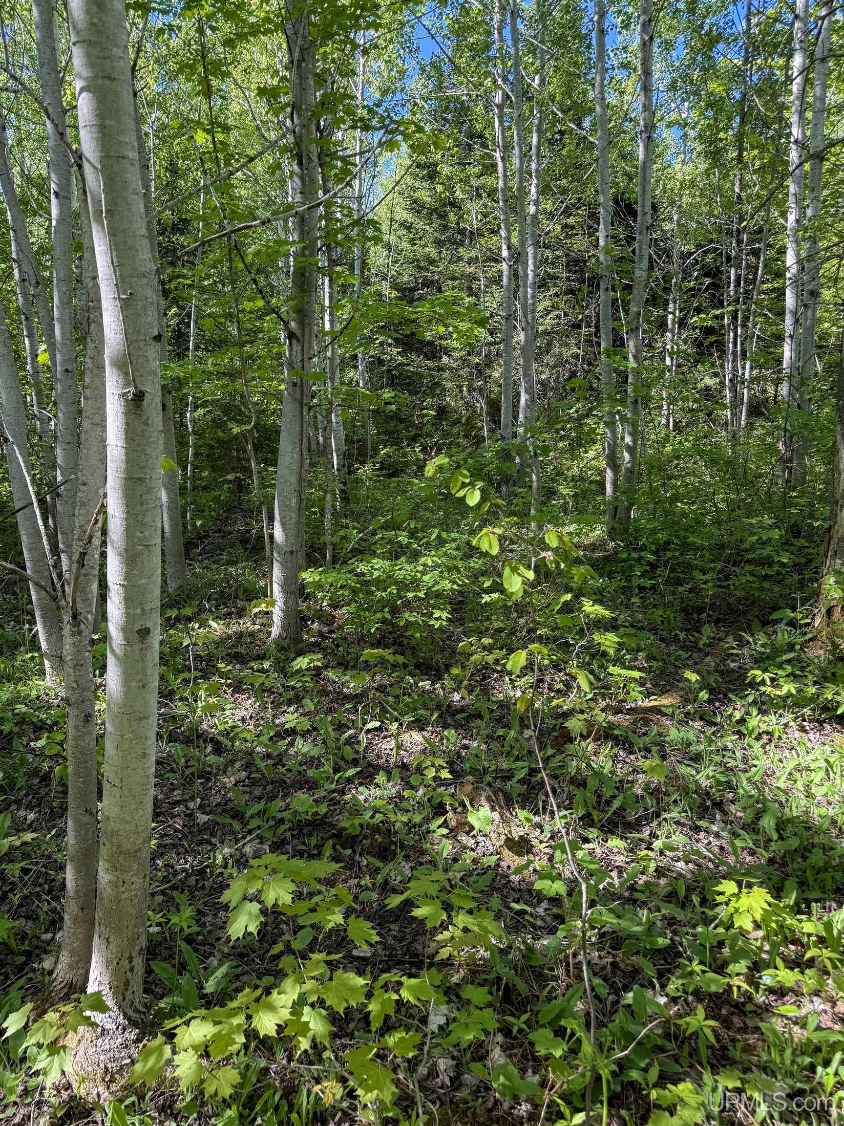 Lot A Gratiot River Road Property Photo 12