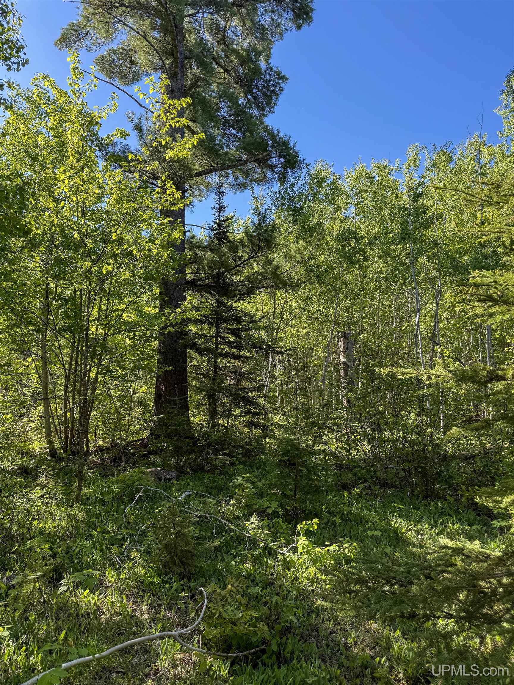 Lot A Gratiot River Road Property Photo 14