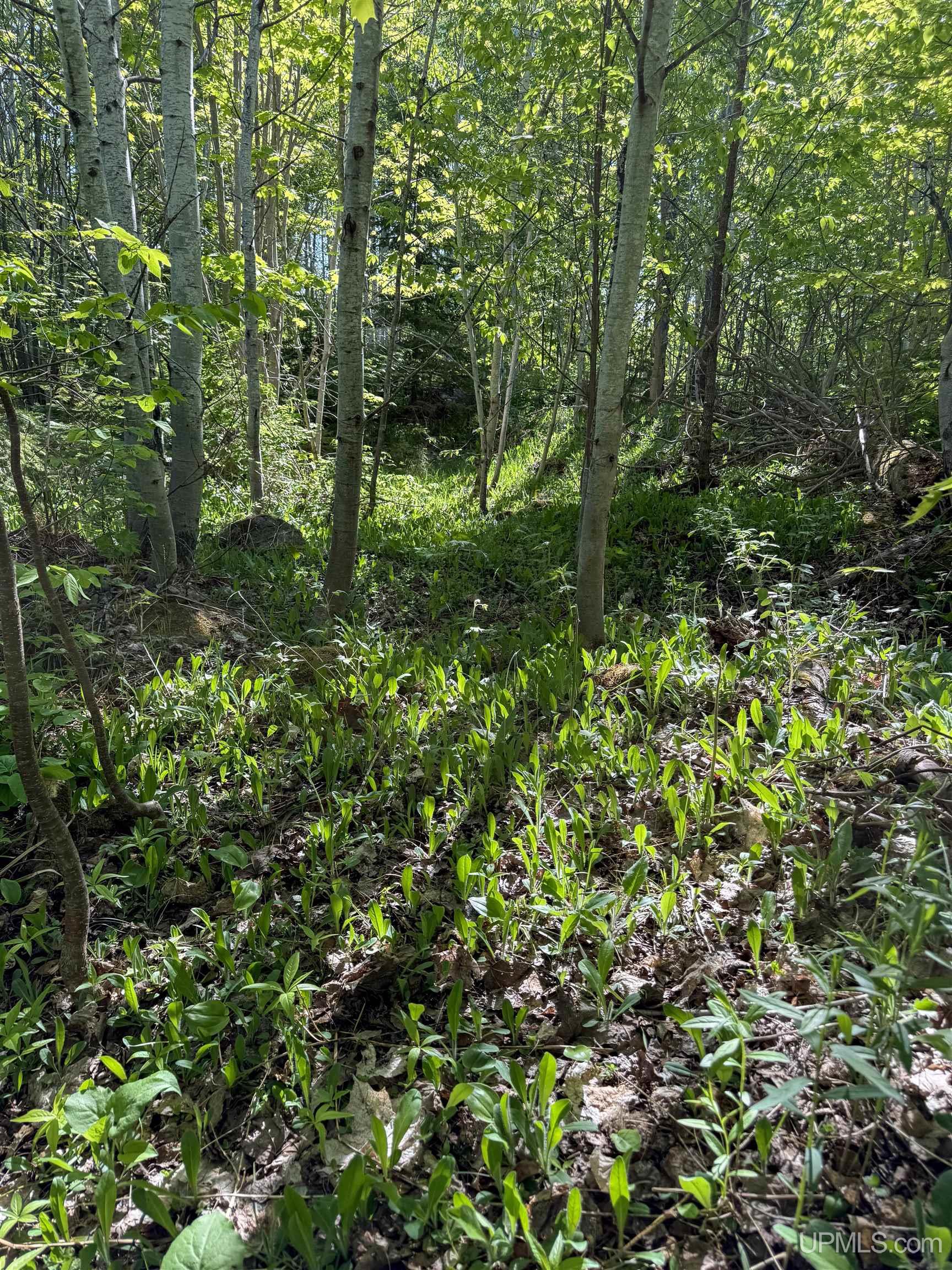 Lot A Gratiot River Road Property Photo 16
