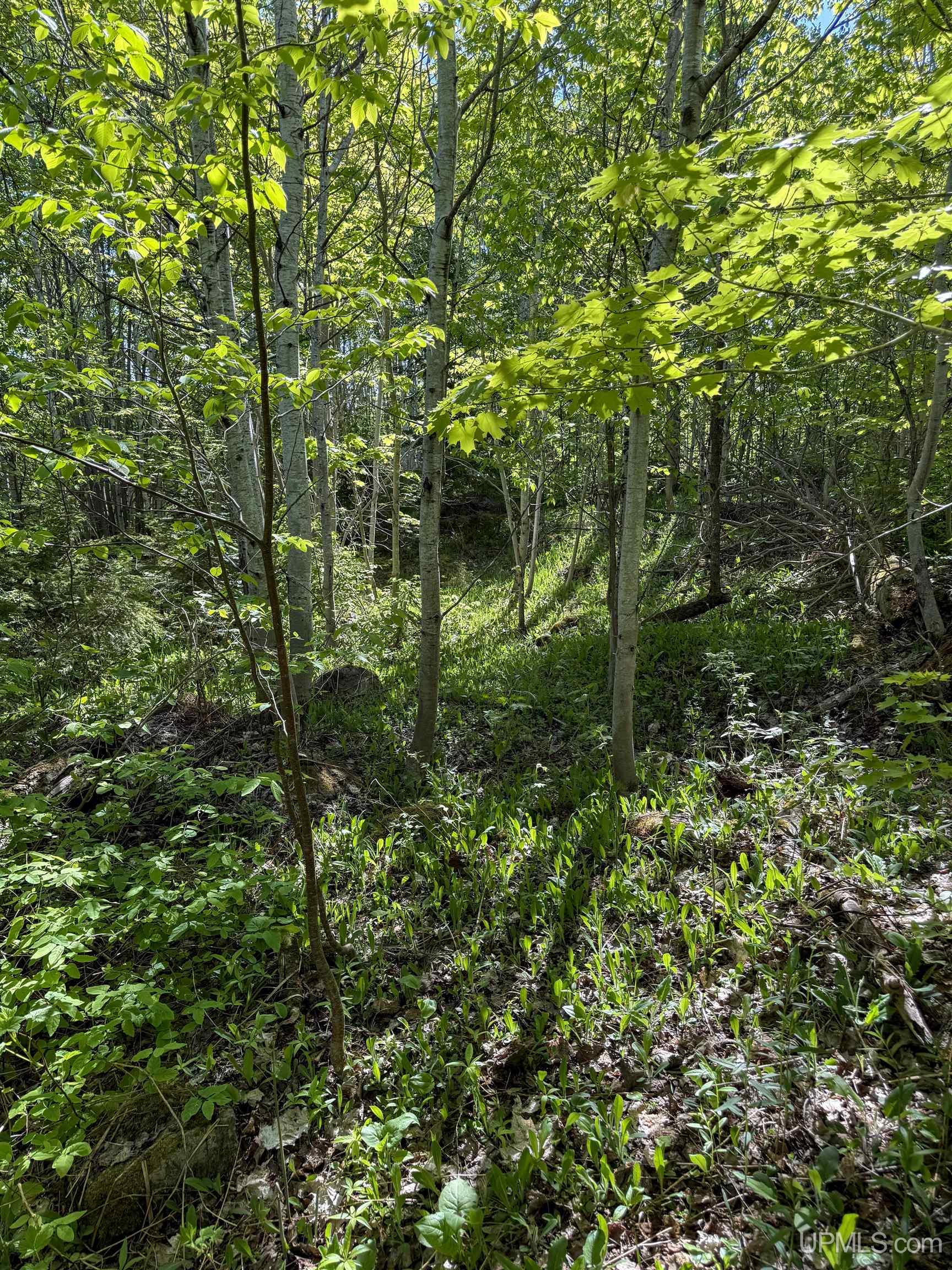 Lot A Gratiot River Road Property Photo 17