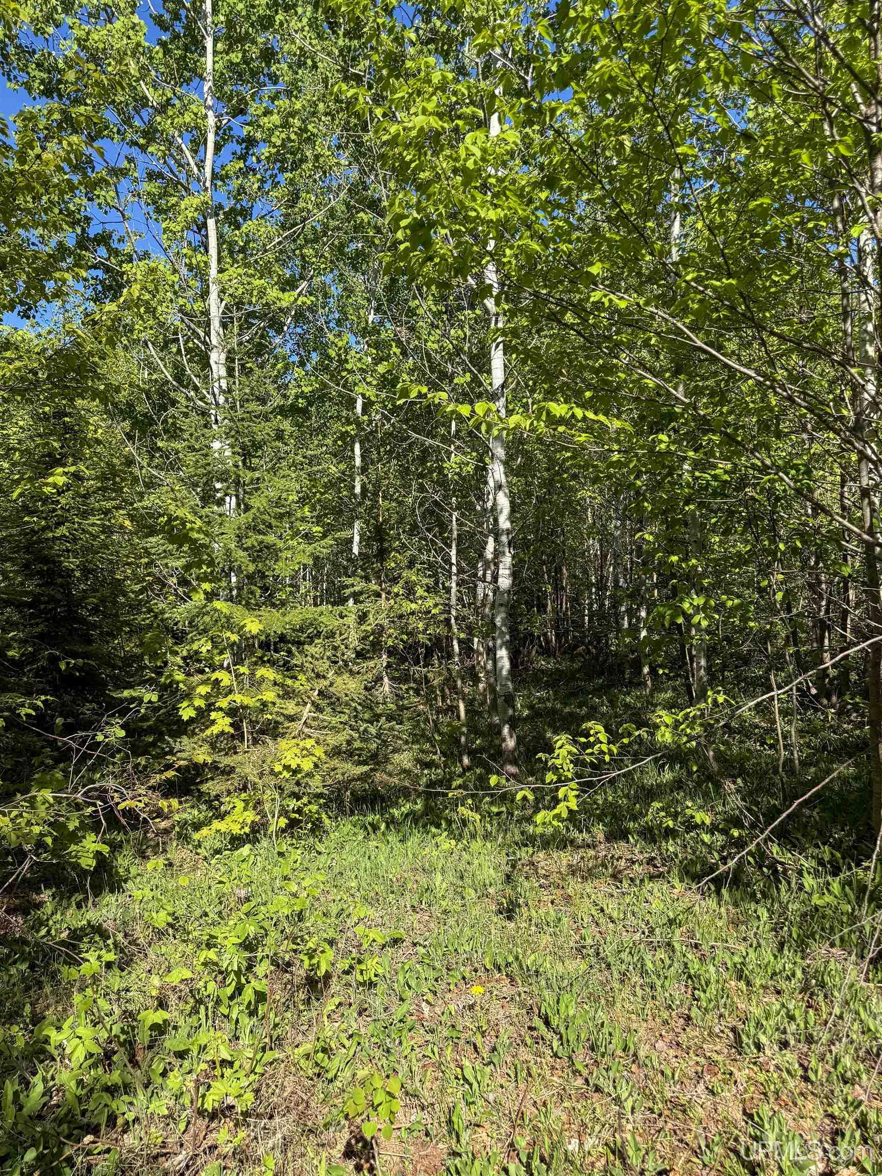 Lot A Gratiot River Road Property Photo 18