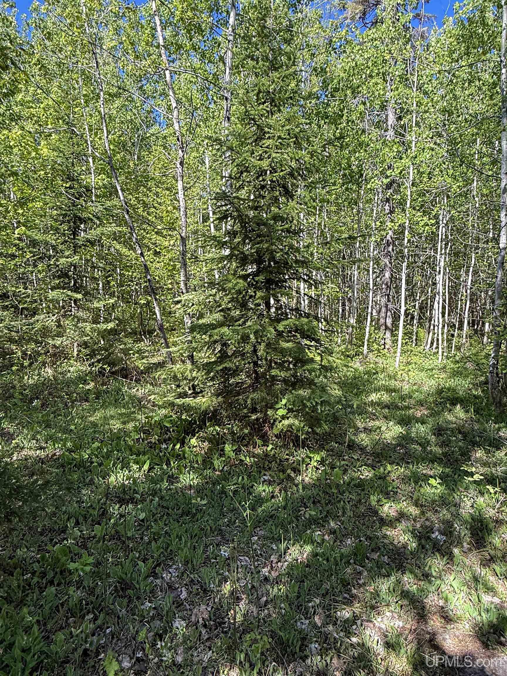 Lot A Gratiot River Road Property Photo 19