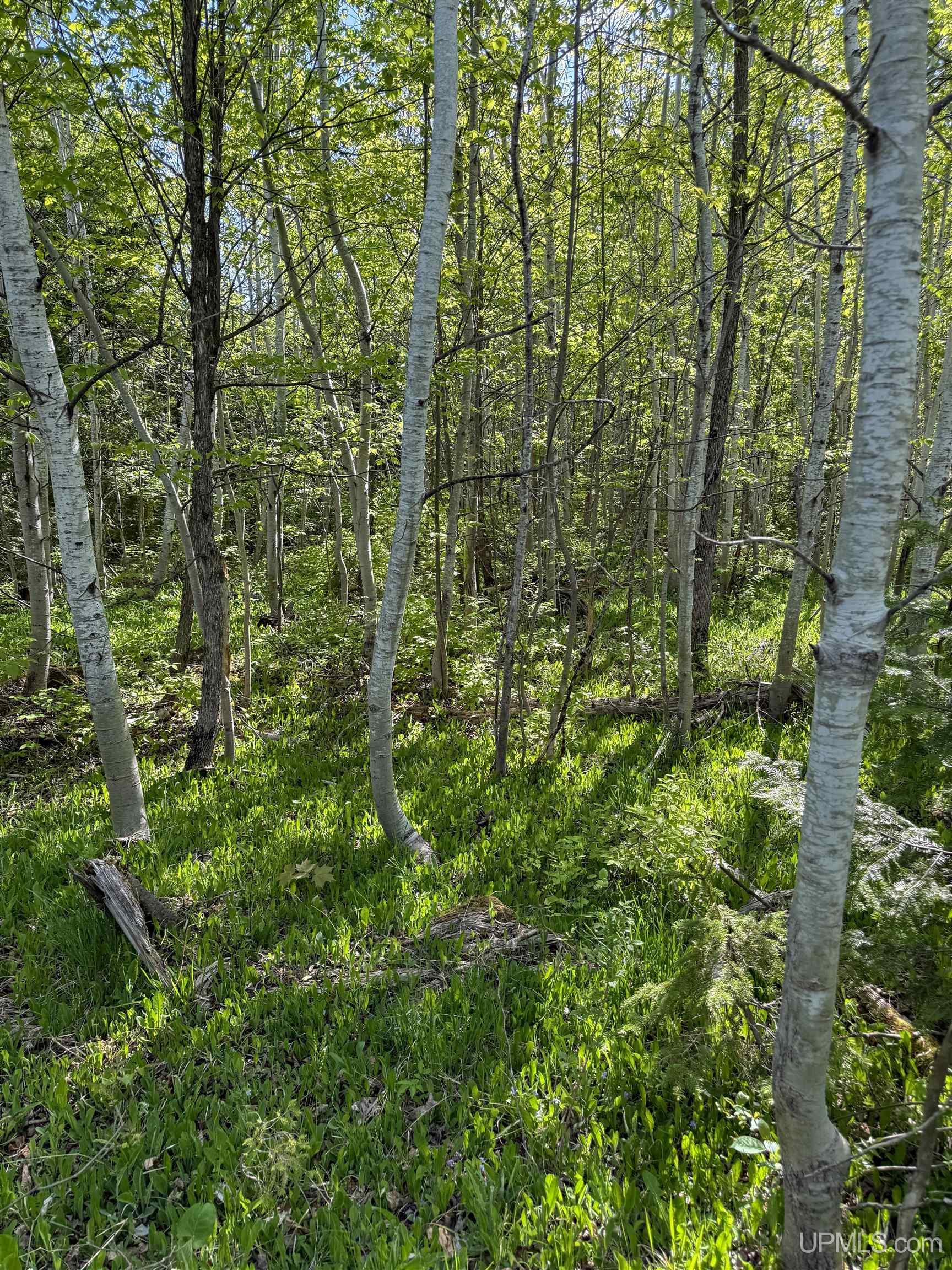 Lot A Gratiot River Road Property Photo 22