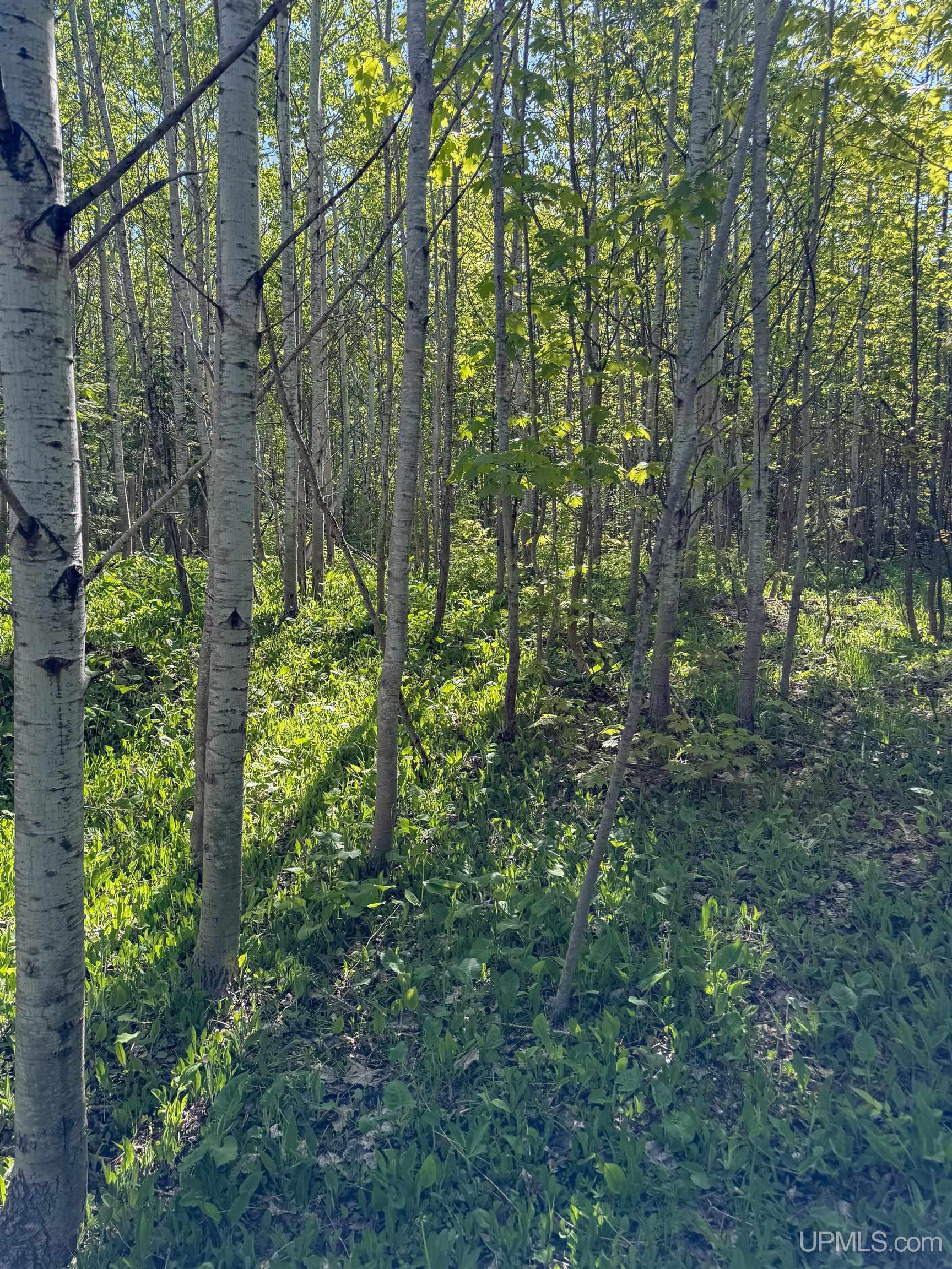 Lot A Gratiot River Road Property Photo 23
