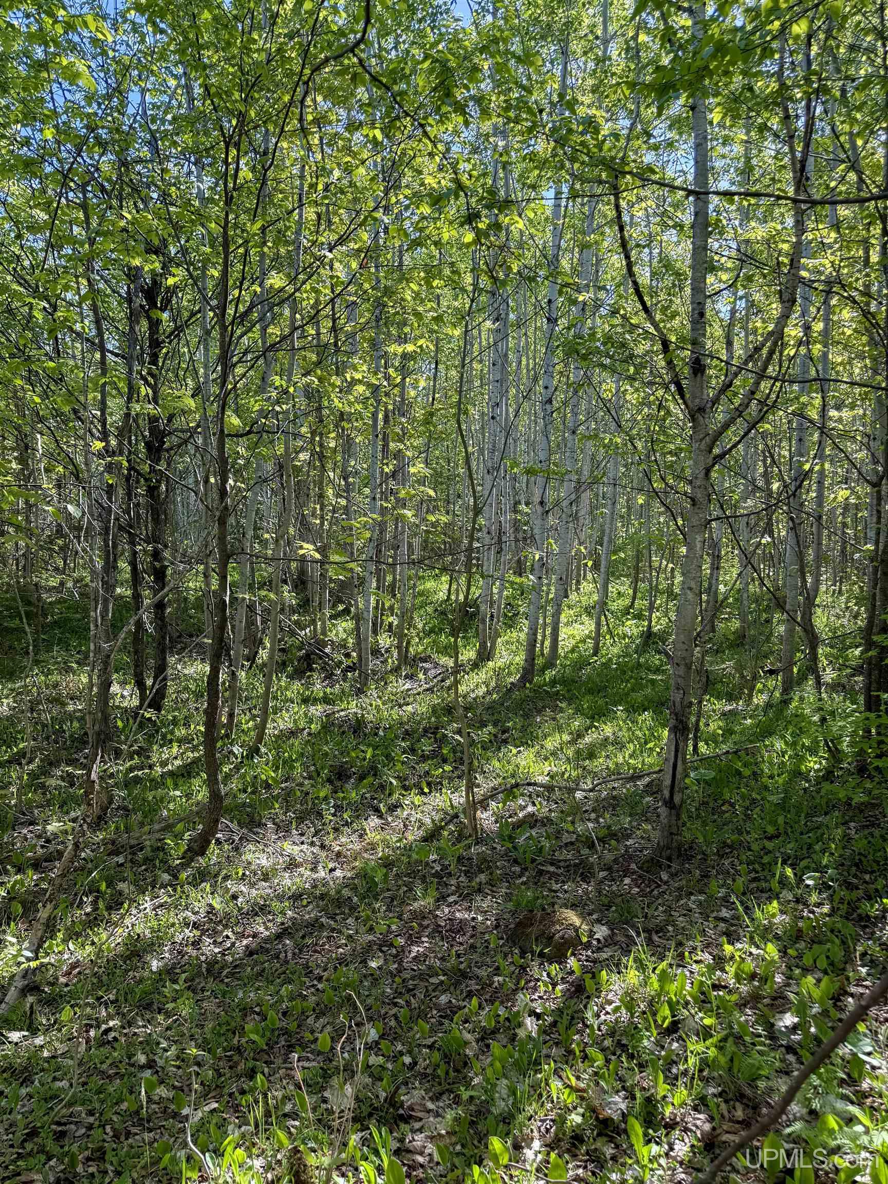 Lot A Gratiot River Road Property Photo 25
