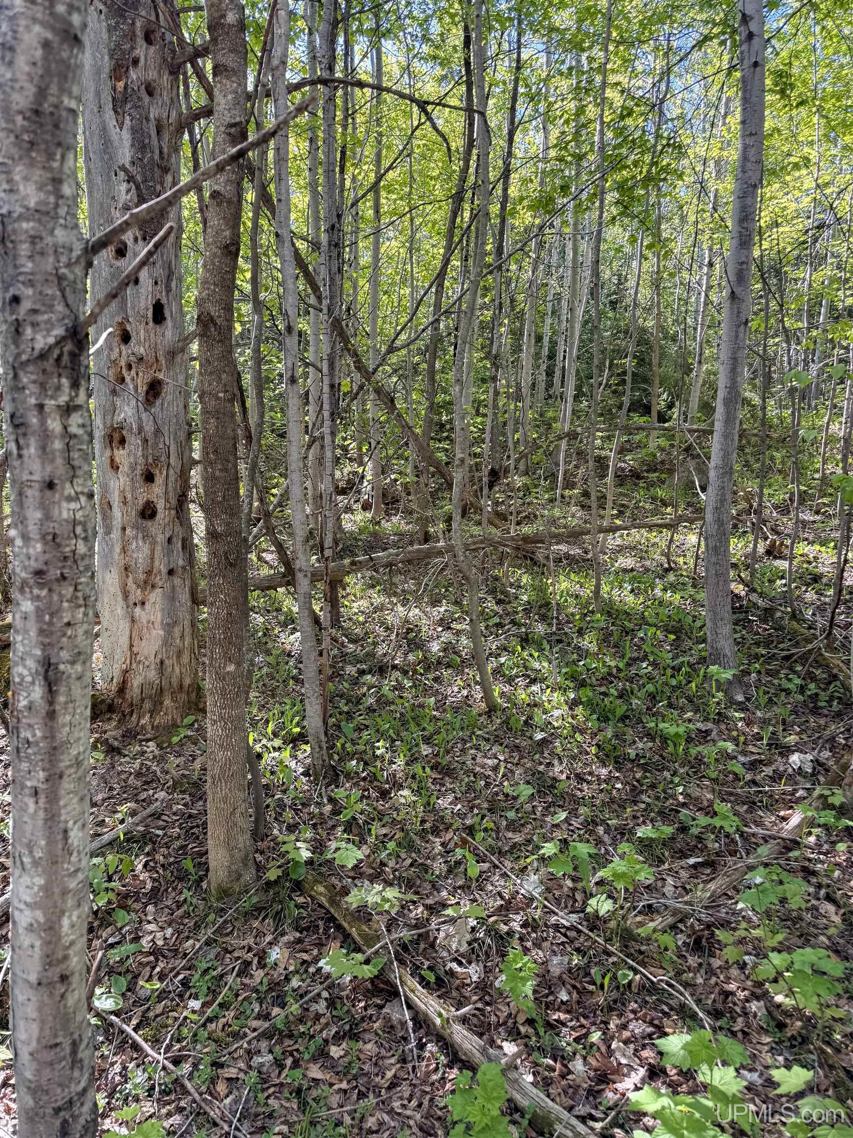 Lot A Gratiot River Road Property Photo 26