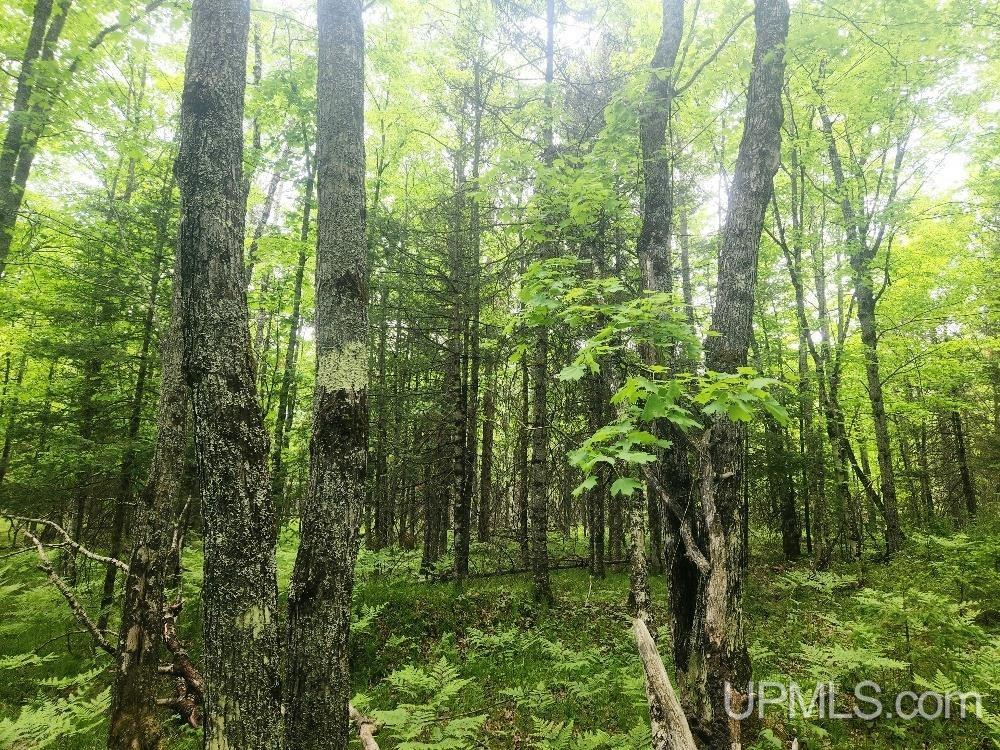 Lot 5 Wilderness Way Road Property Photo 19
