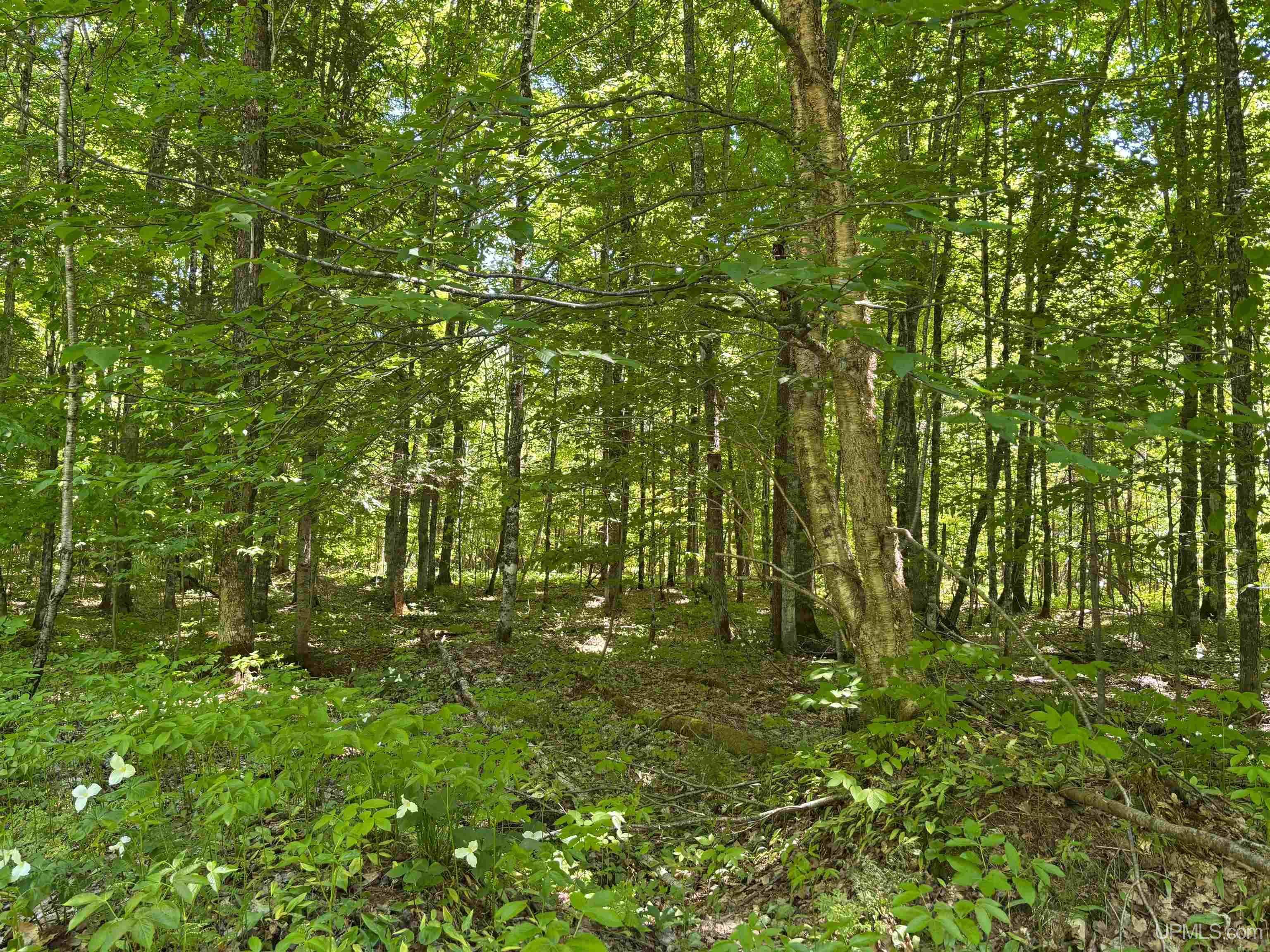 Tbd Osborn Drive Property Photo 3