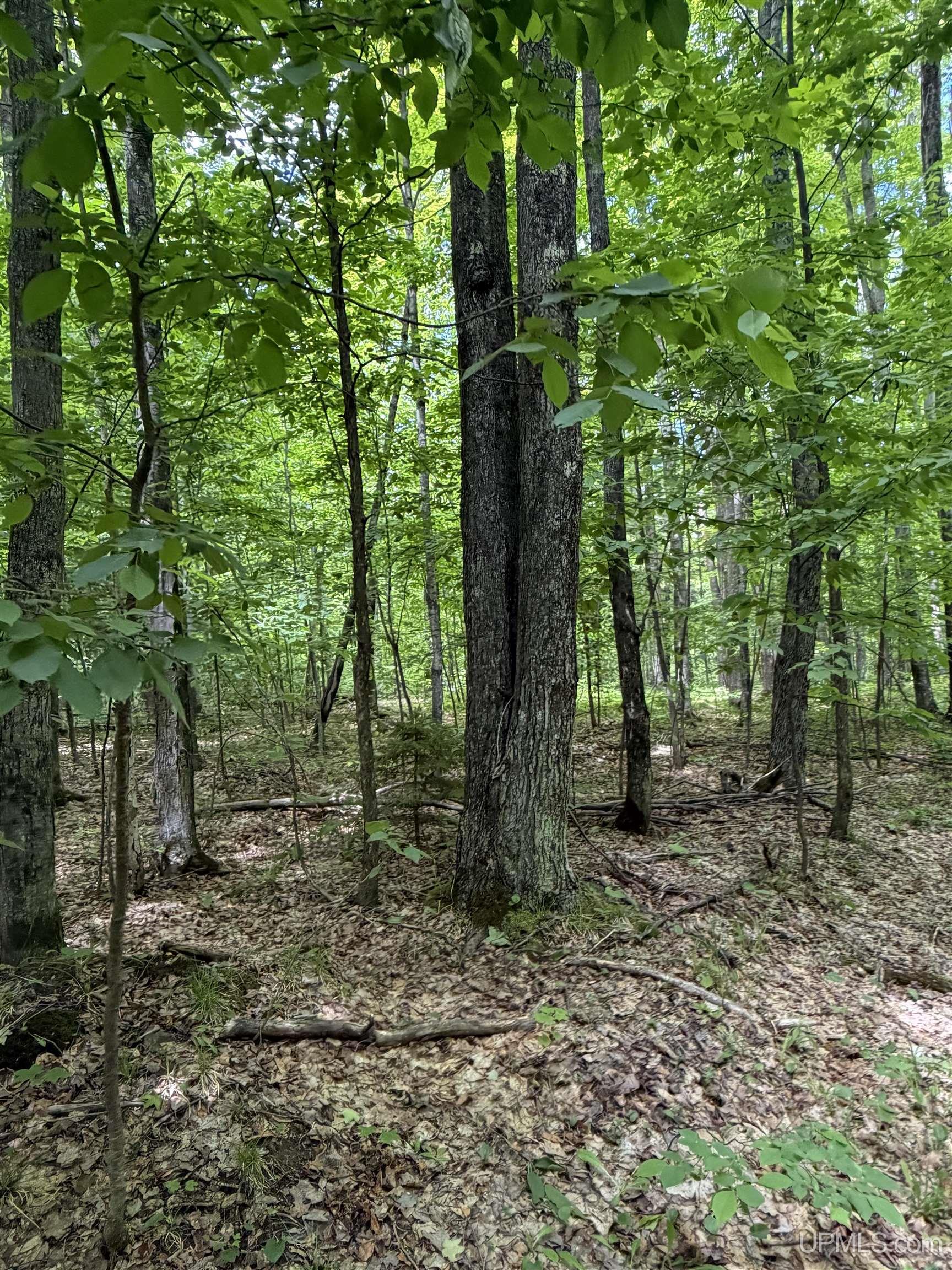 Tbd20 Skanee Road Property Photo 17