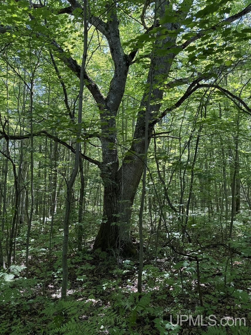 Tbd13 Upper Point Mills Road Property Photo 5