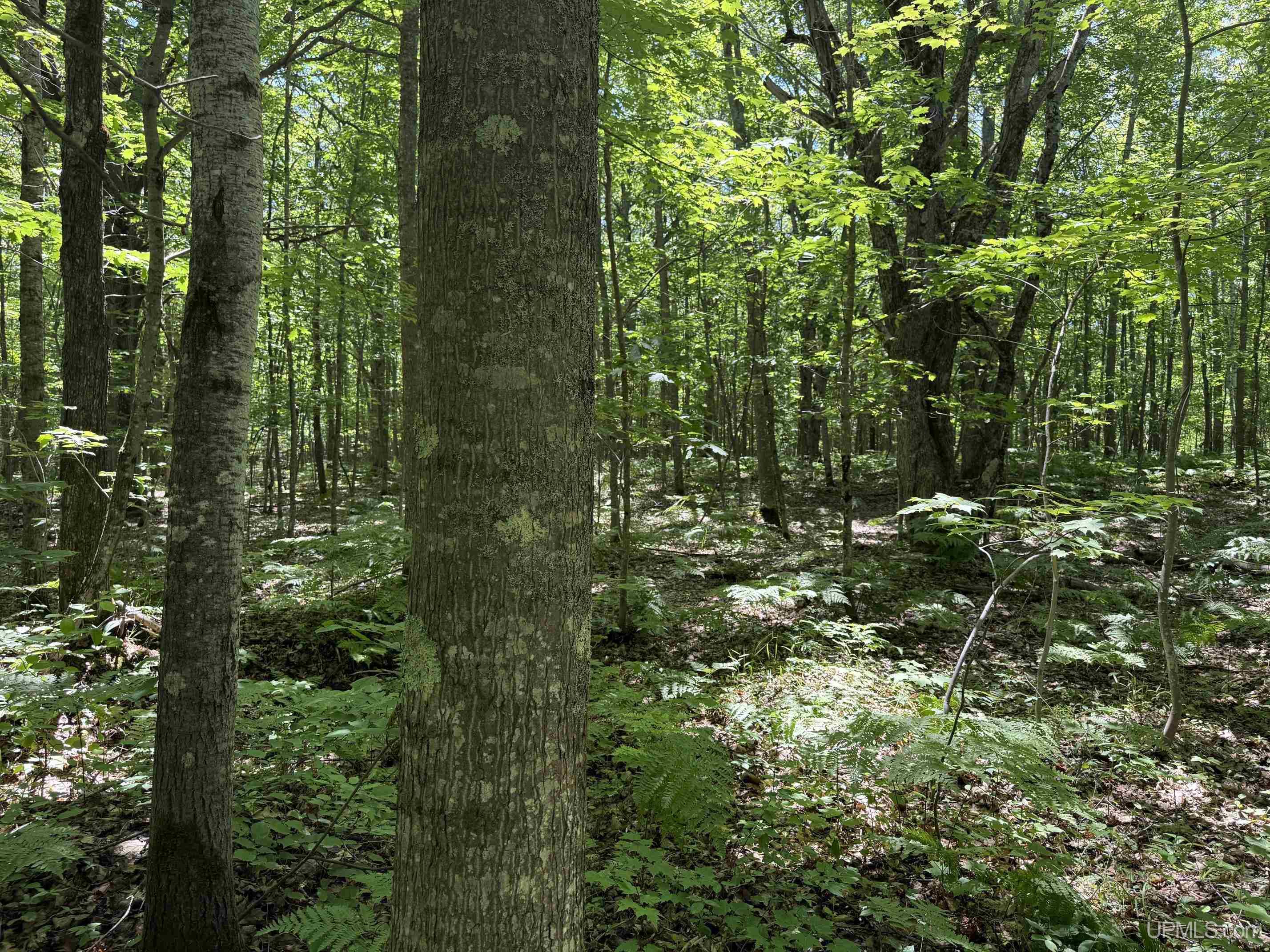 Tbd13 Upper Point Mills Road Property Photo 8