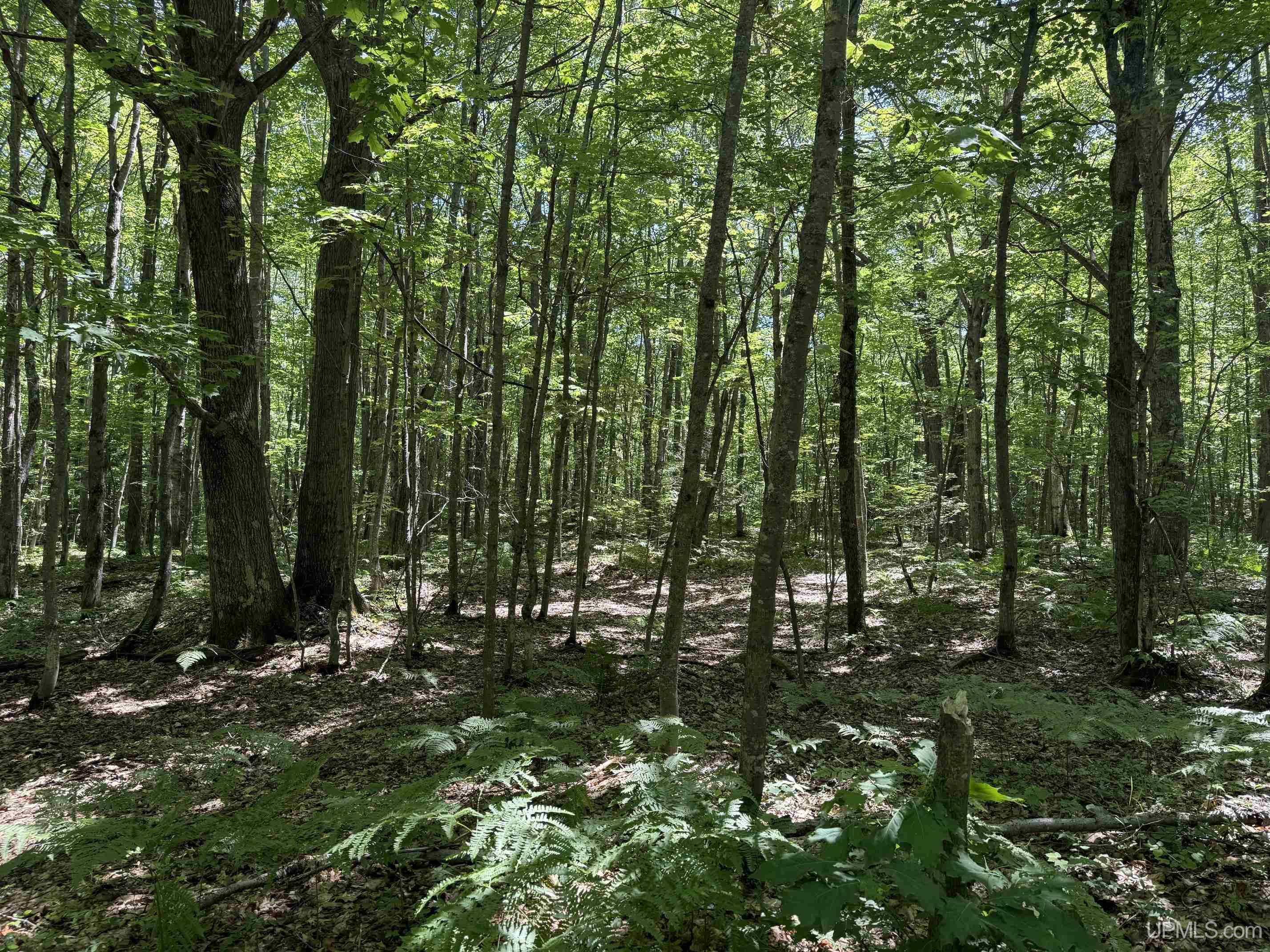 Tbd13 Upper Point Mills Road Property Photo 9