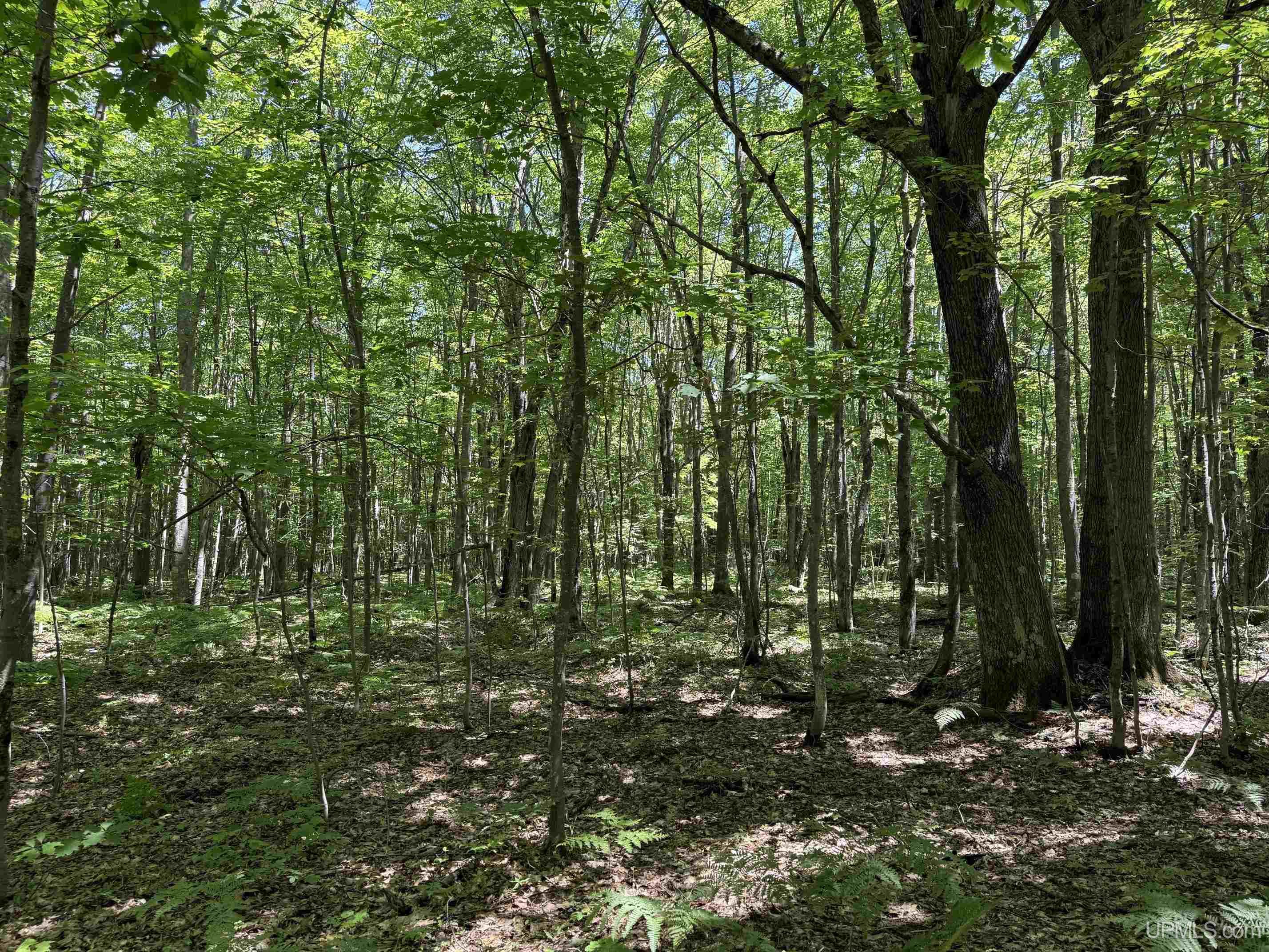 Tbd13 Upper Point Mills Road Property Photo 10