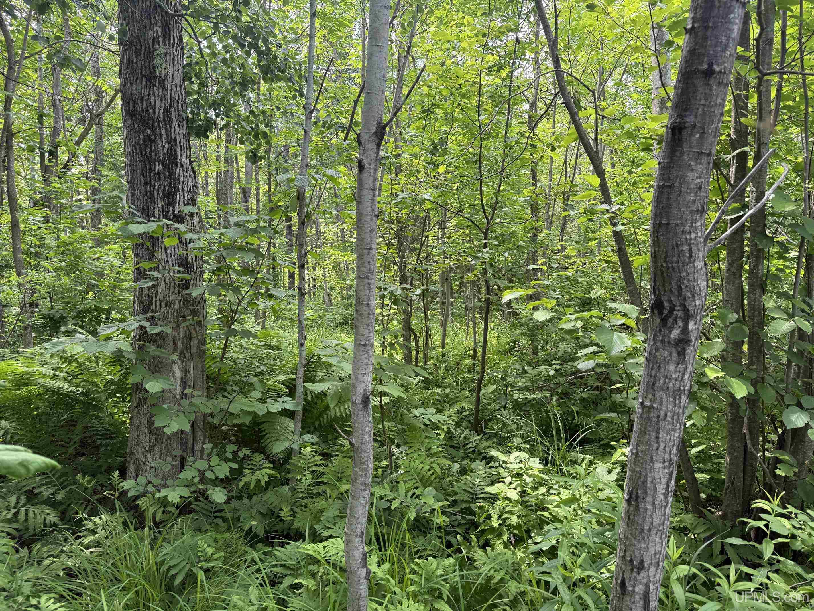 Tbd42 Skanee Road Property Photo 10