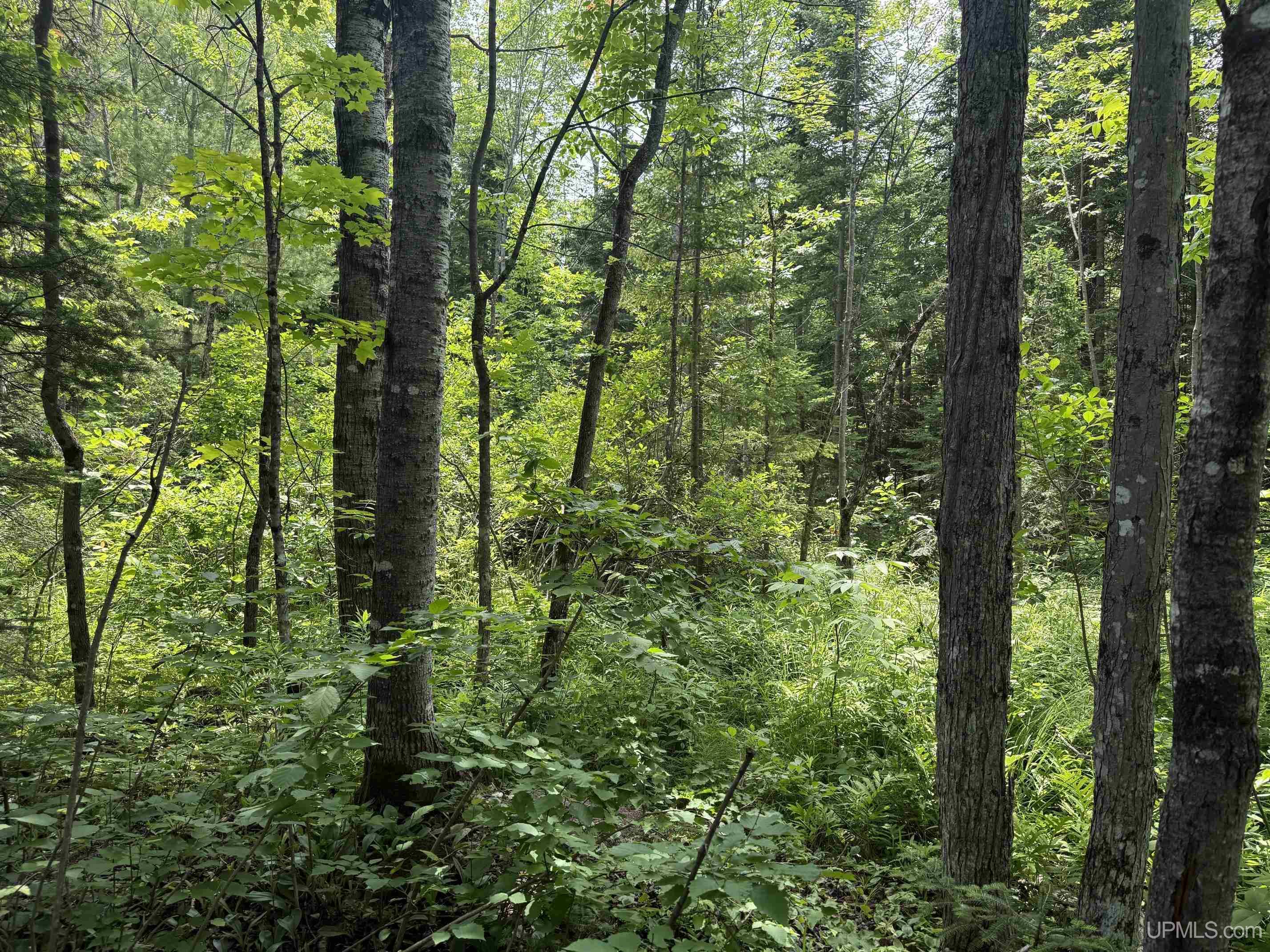 Tbd42 Skanee Road Property Photo 13